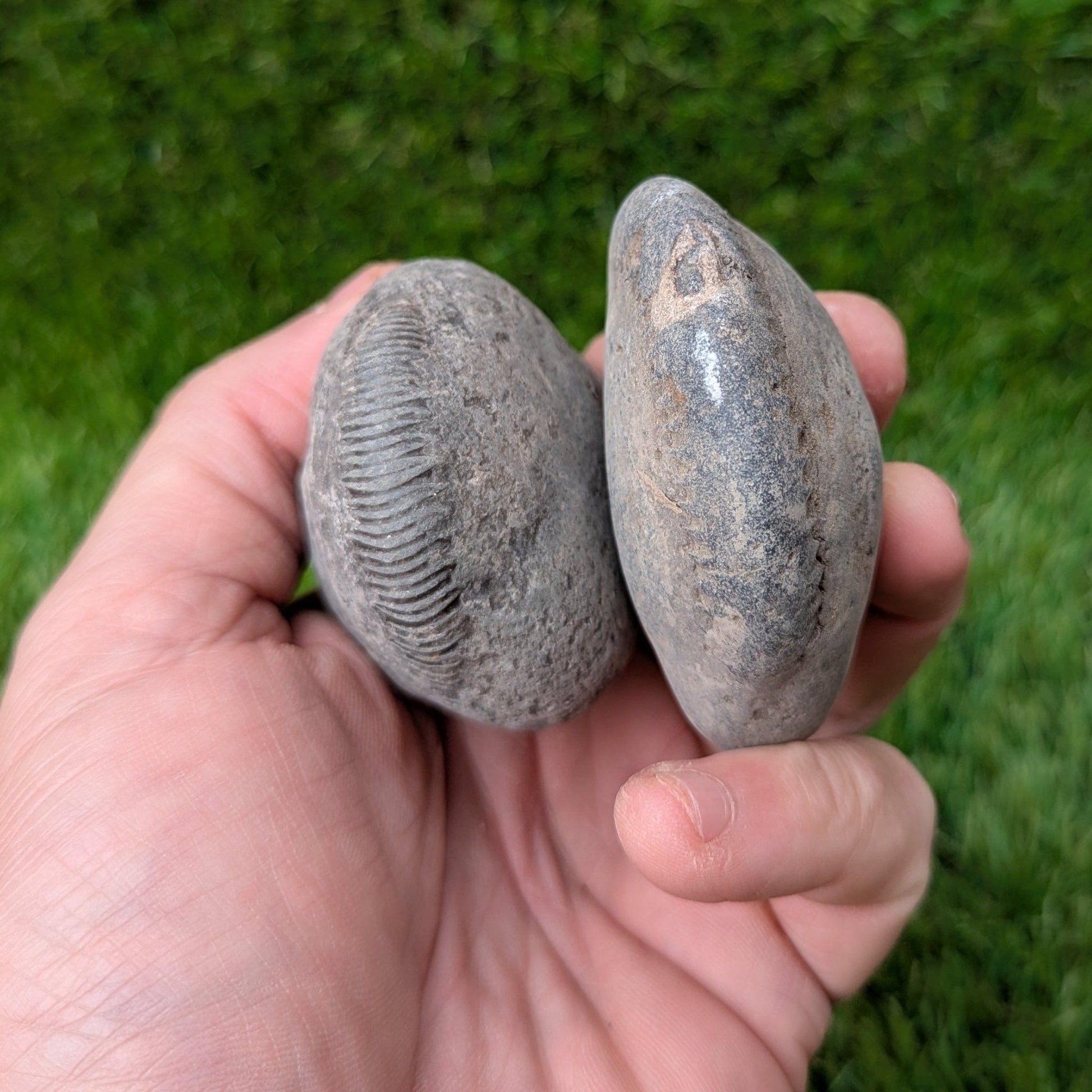 Split your own/ prepare your own ammonite fossil's bundle of 2 - North Yorkshire Fossils