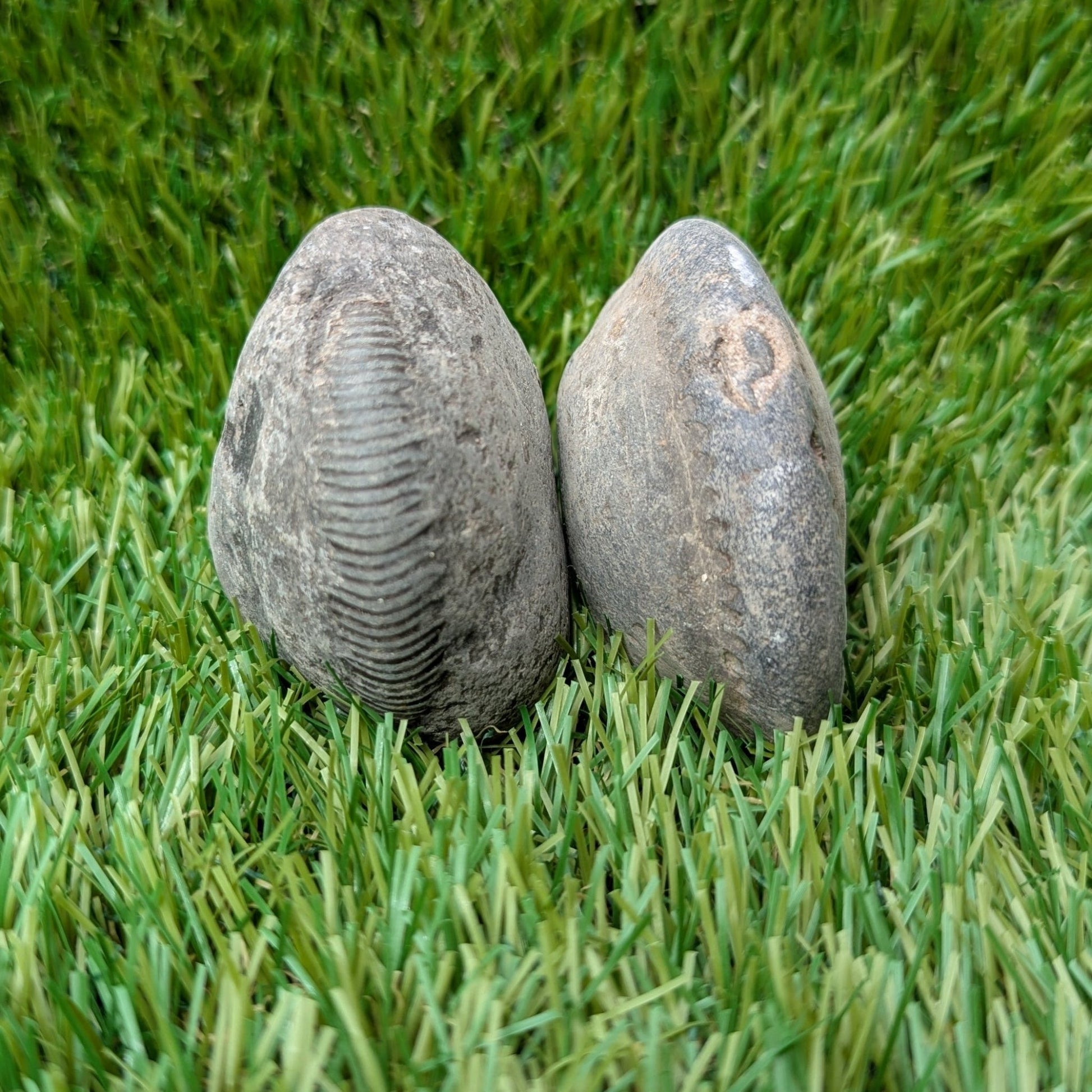 Split your own/ prepare your own ammonite fossil's bundle of 2 - North Yorkshire Fossils