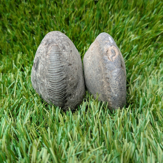 Split your own/ prepare your own ammonite fossil's bundle of 2 - North Yorkshire Fossils
