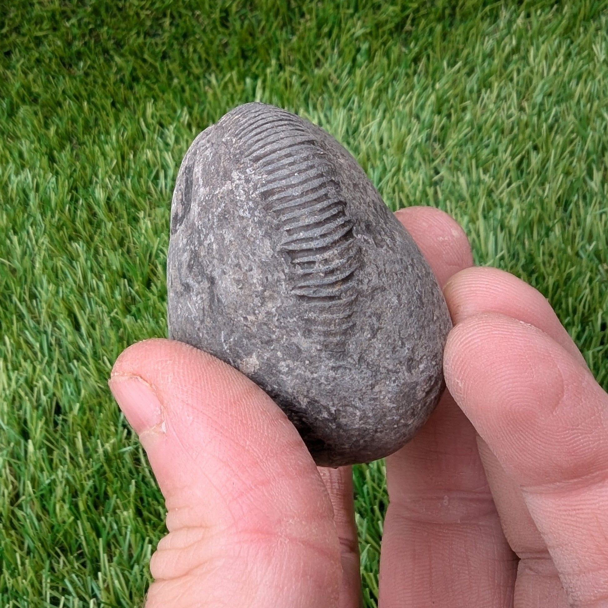 Split your own/ prepare your own ammonite fossil's bundle of 2 - North Yorkshire Fossils