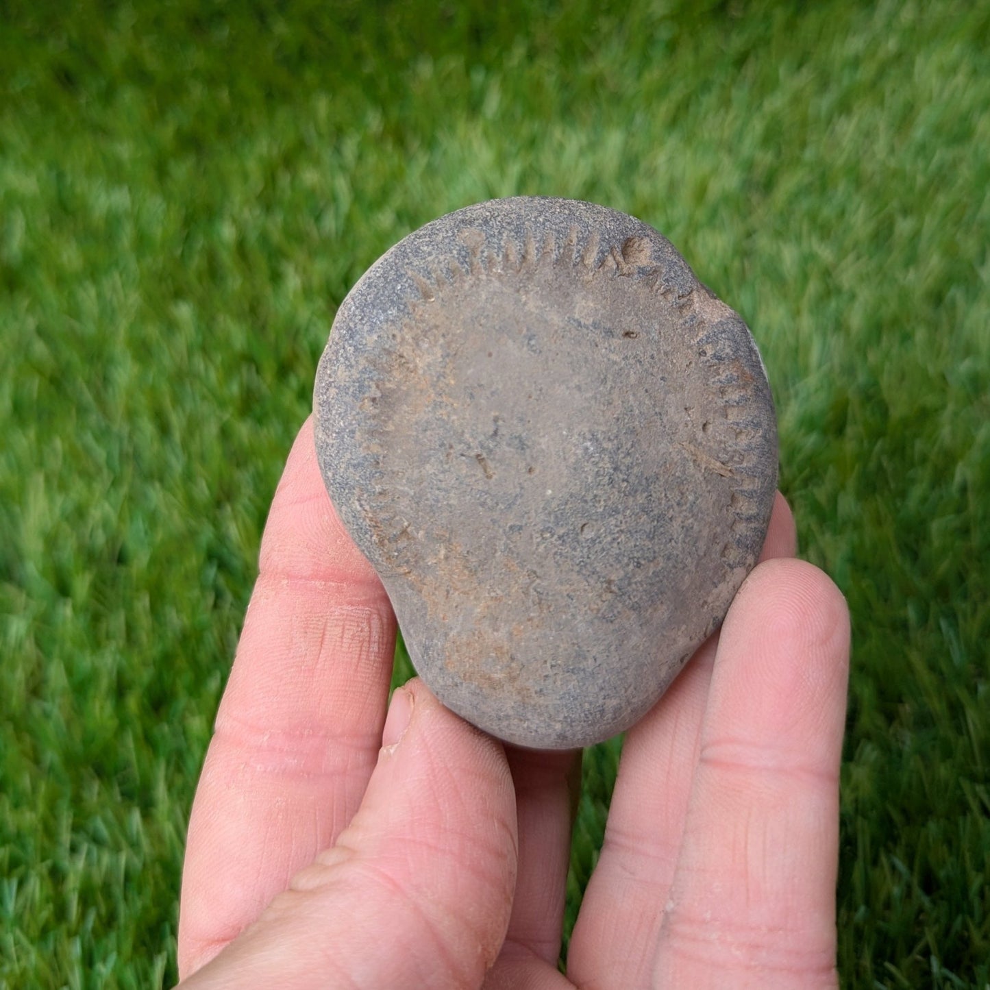 Split your own/ prepare your own ammonite fossil's bundle of 2 - North Yorkshire Fossils
