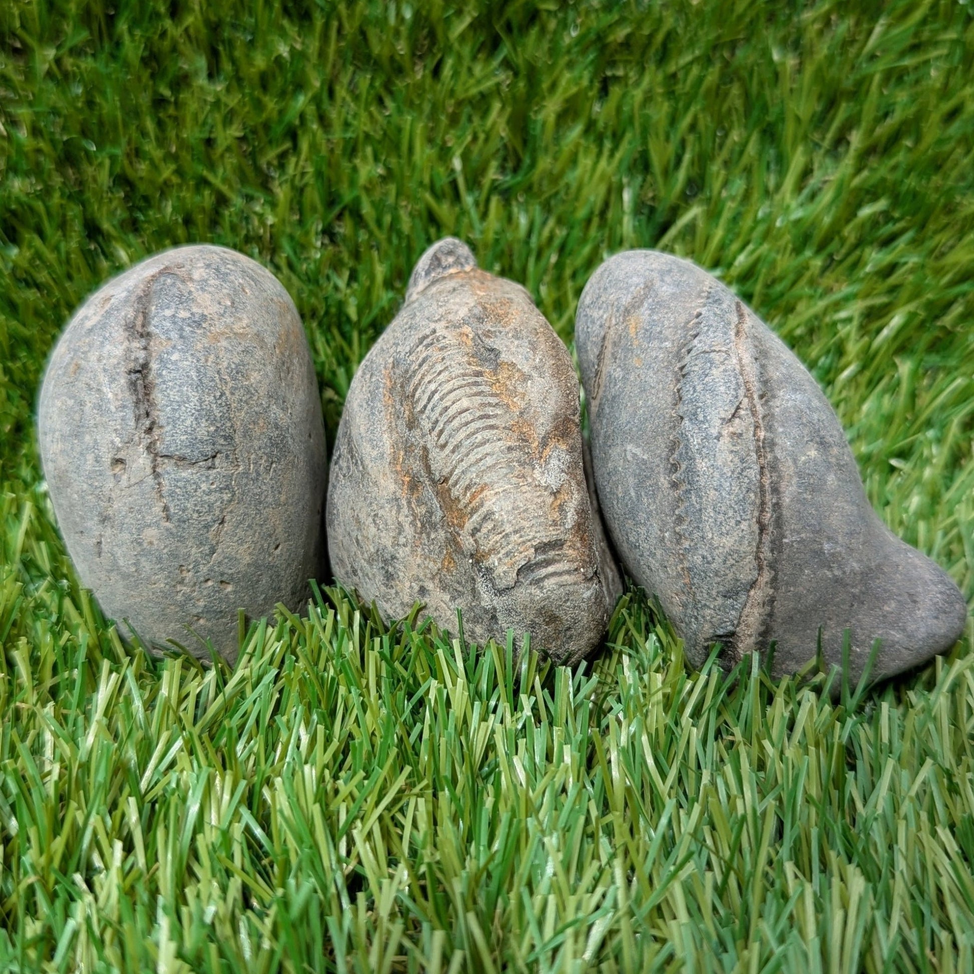 Split your own/ prepare your own ammonite fossil's bundle of 3 - North Yorkshire Fossils