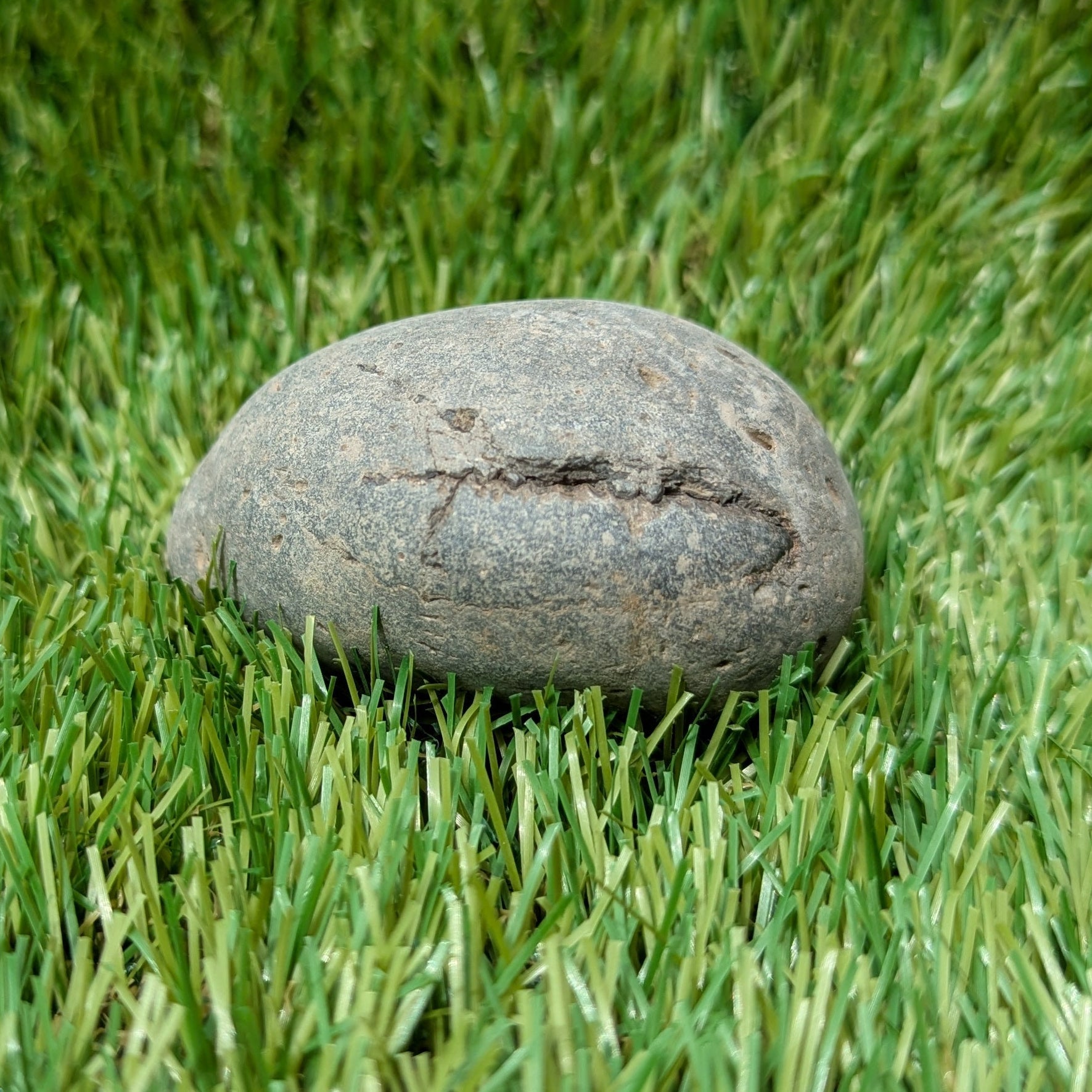 Split your own/ prepare your own ammonite fossil's bundle of 3 - North Yorkshire Fossils