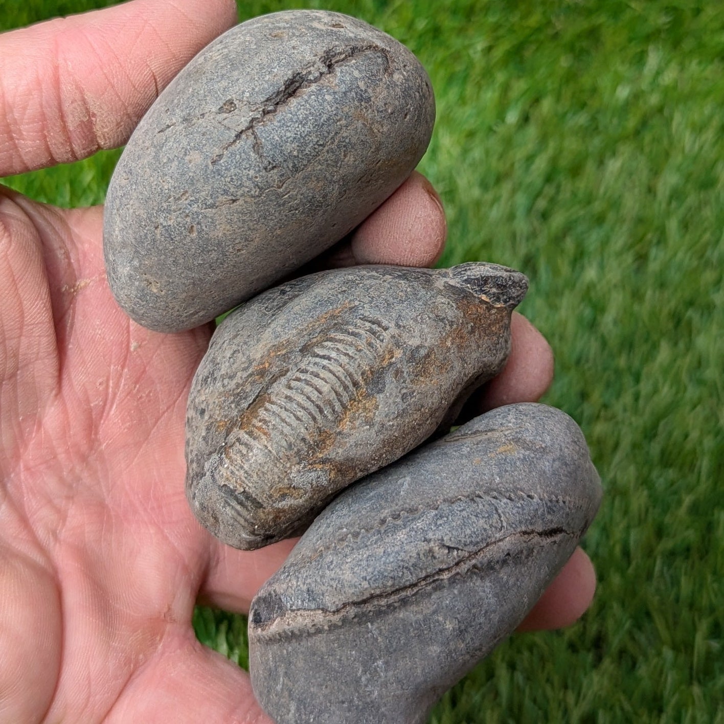 Split your own/ prepare your own ammonite fossil's bundle of 3 - North Yorkshire Fossils