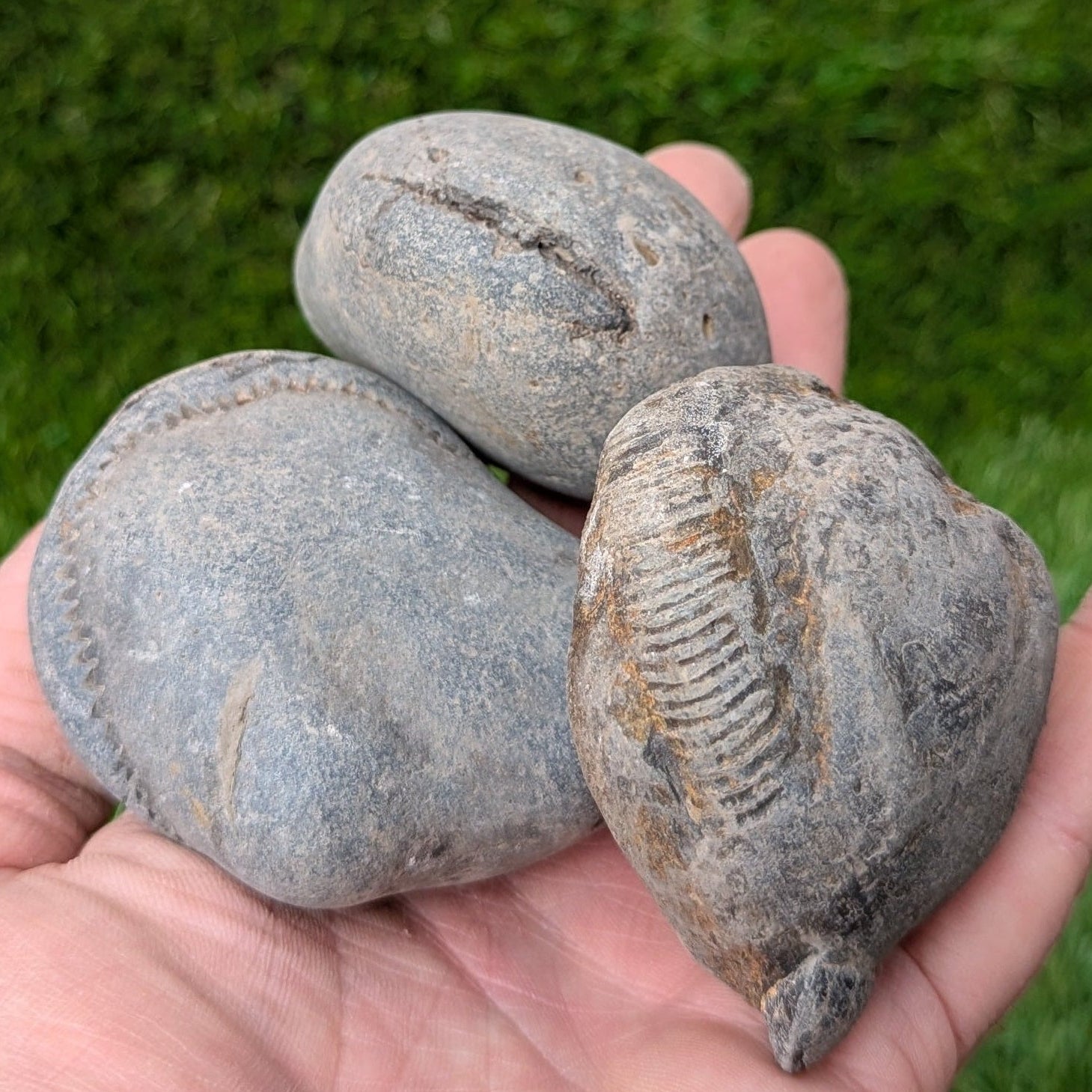 Split your own/ prepare your own ammonite fossil's bundle of 3 - North Yorkshire Fossils
