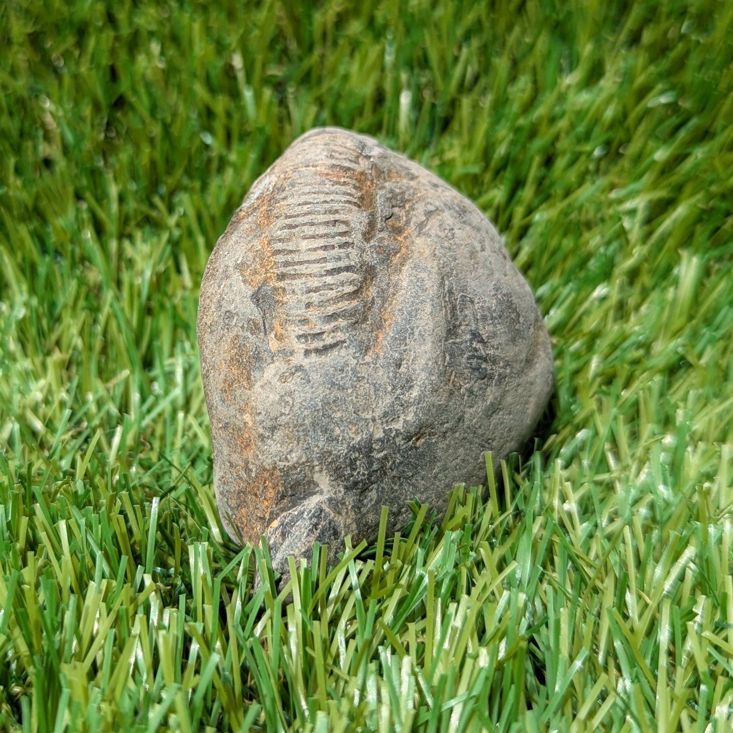 Split your own/ prepare your own ammonite fossil's bundle of 3 - North Yorkshire Fossils