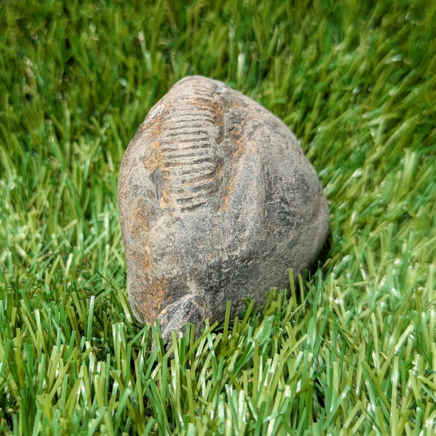 Split your own/ prepare your own ammonite fossil's bundle of 3 - North Yorkshire Fossils