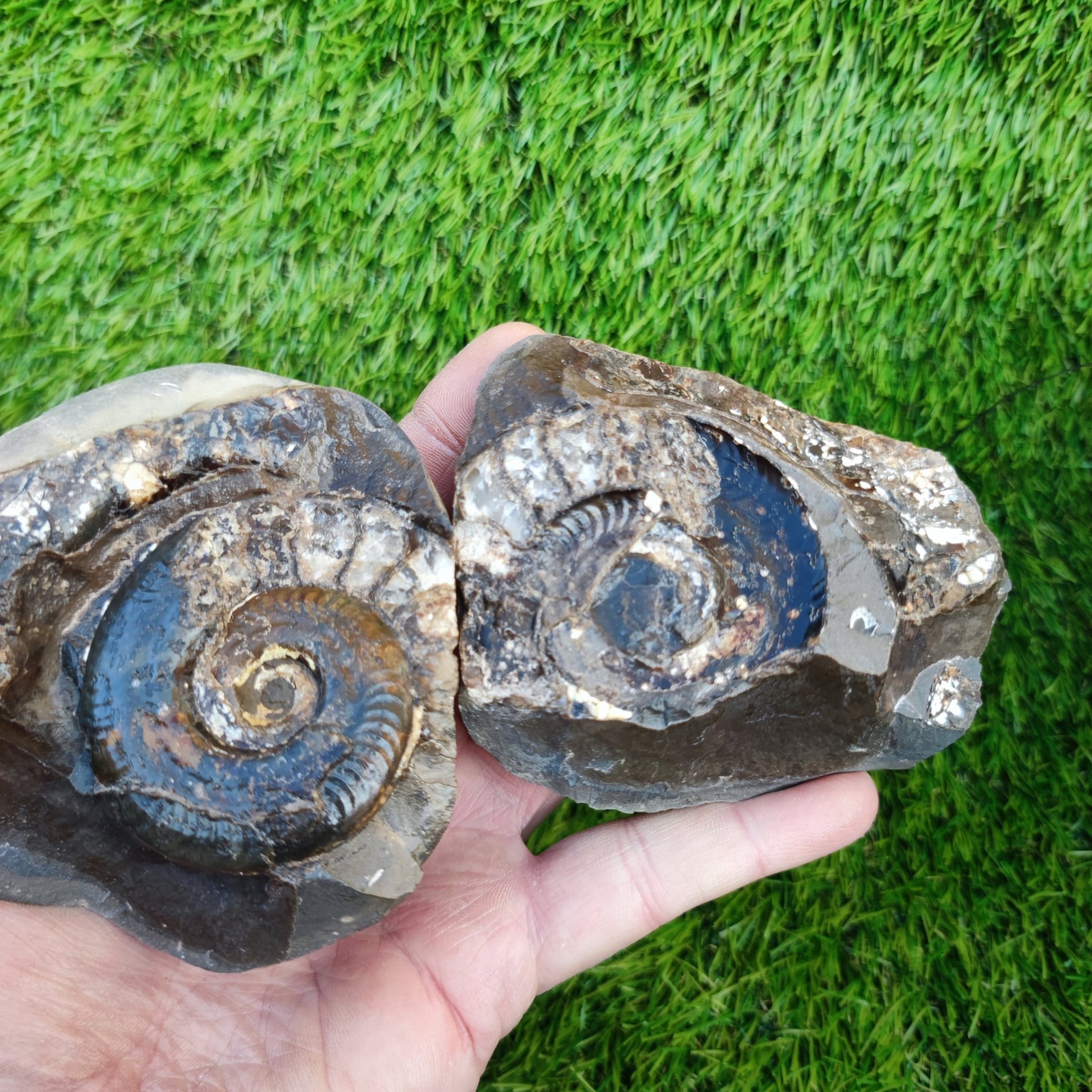 Stunning Hildoceras ammonite fossil split pair Whitby - North Yorkshire Fossils