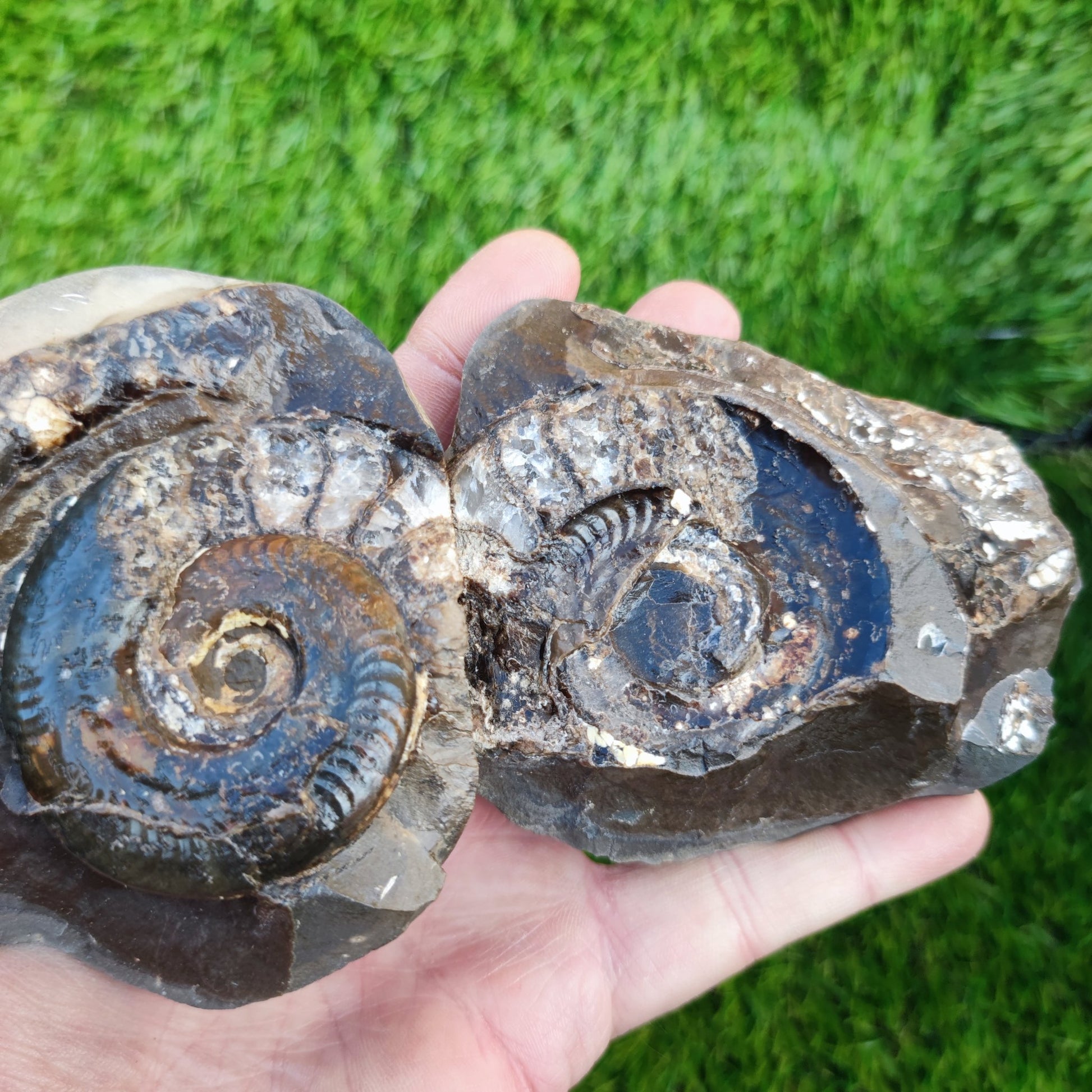 Stunning Hildoceras ammonite fossil split pair Whitby - North Yorkshire Fossils