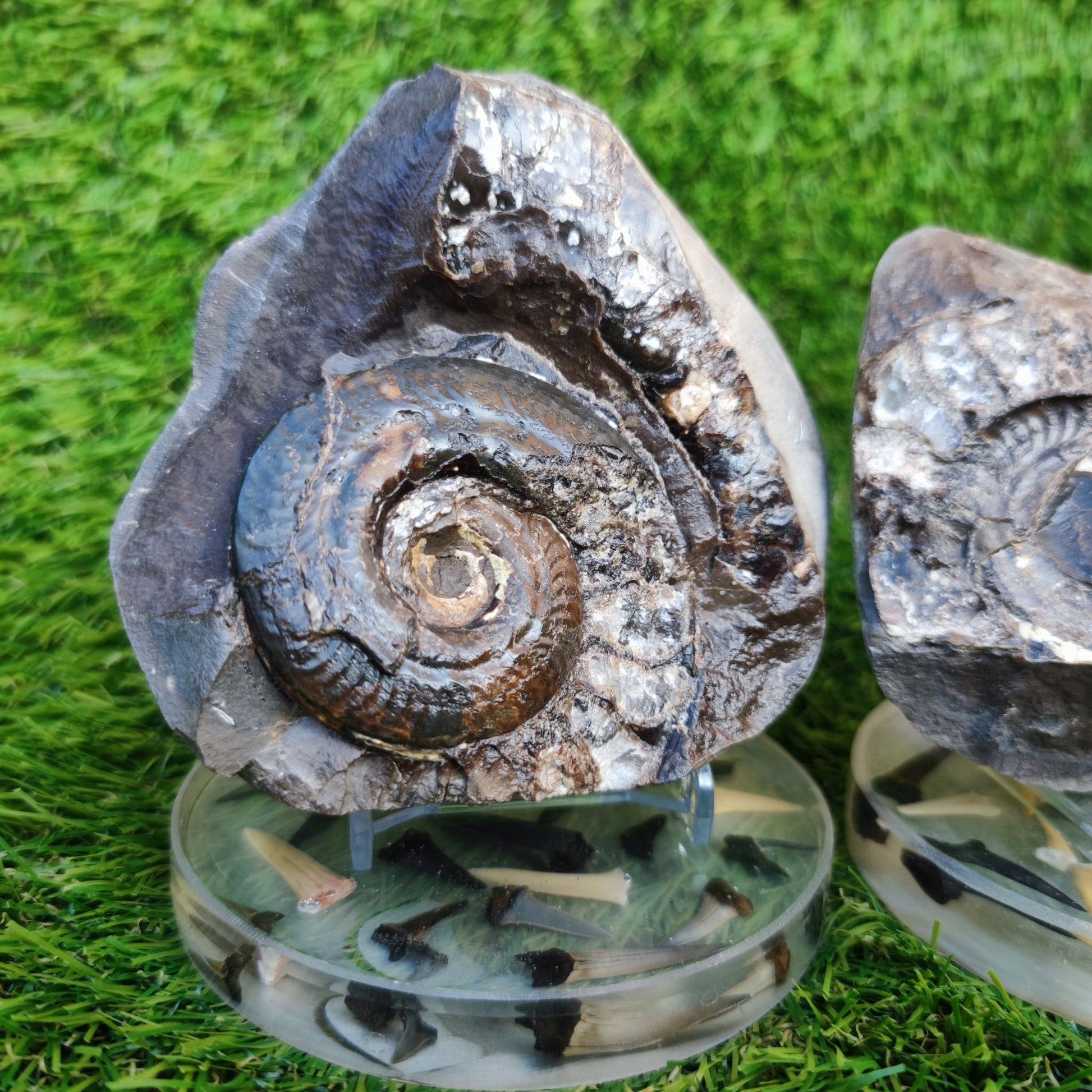 Stunning Hildoceras ammonite fossil split pair Whitby - North Yorkshire Fossils