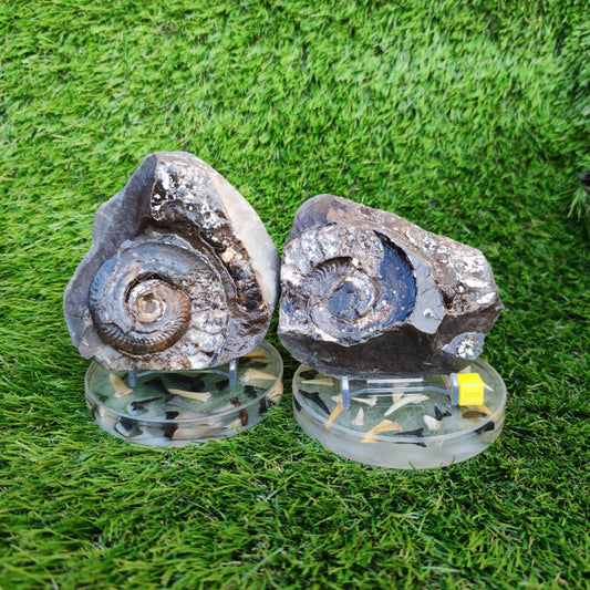 Stunning Hildoceras ammonite fossil split pair Whitby - North Yorkshire Fossils