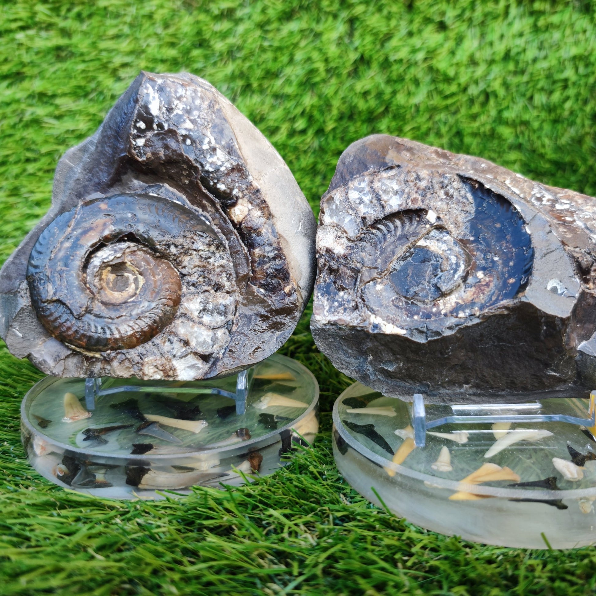 Stunning Hildoceras ammonite fossil split pair Whitby - North Yorkshire Fossils