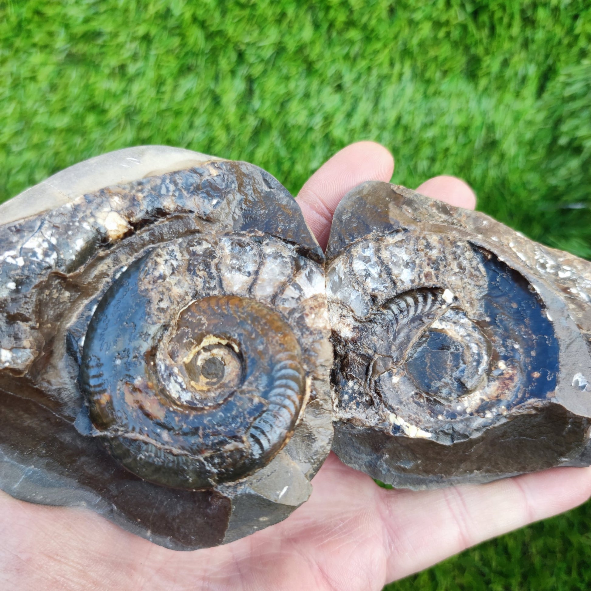 Stunning Hildoceras ammonite fossil split pair Whitby - North Yorkshire Fossils
