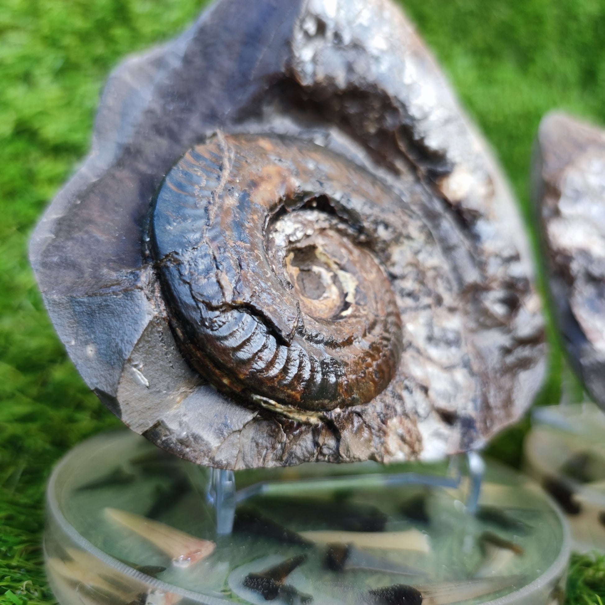Stunning Hildoceras ammonite fossil split pair Whitby - North Yorkshire Fossils