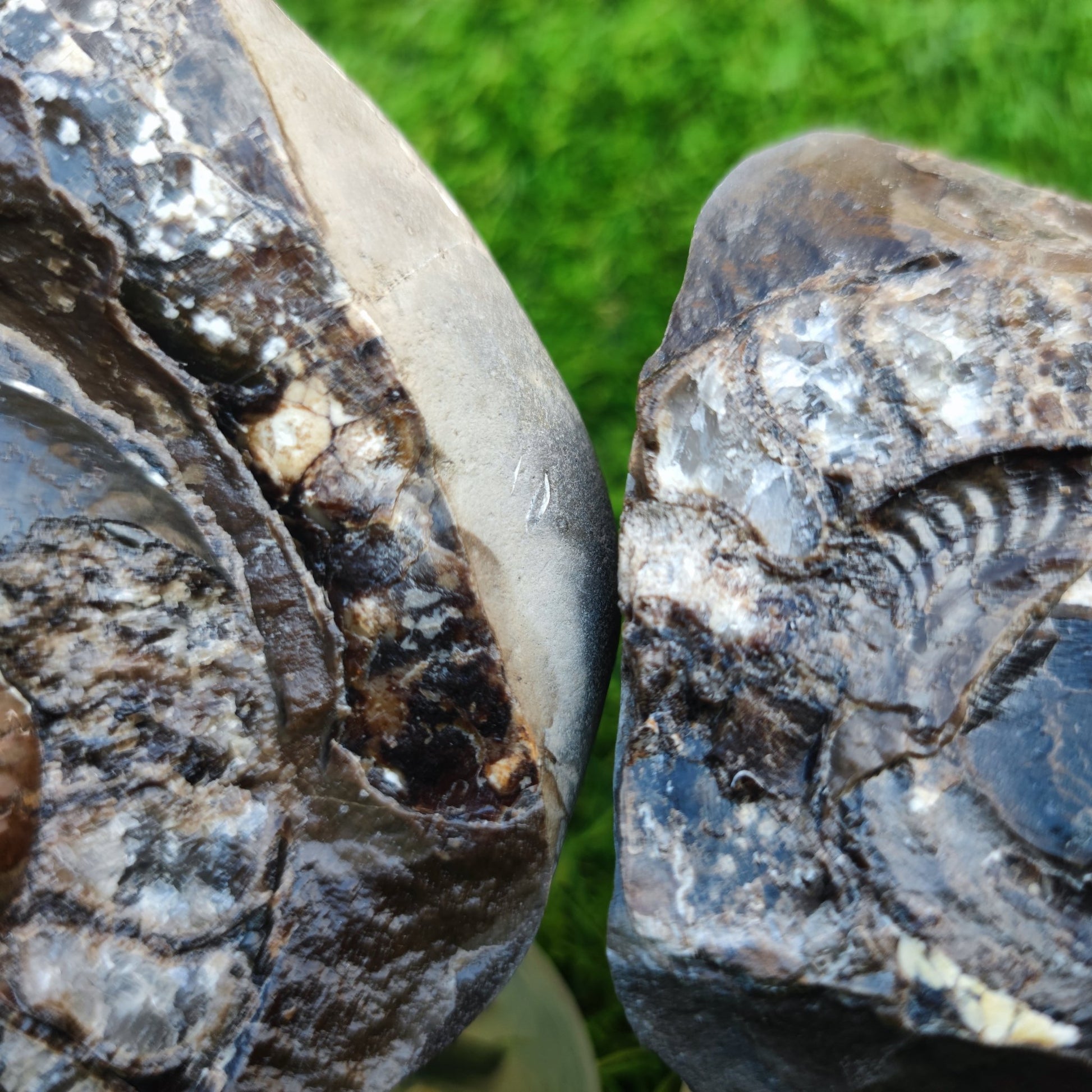Stunning Hildoceras ammonite fossil split pair Whitby - North Yorkshire Fossils
