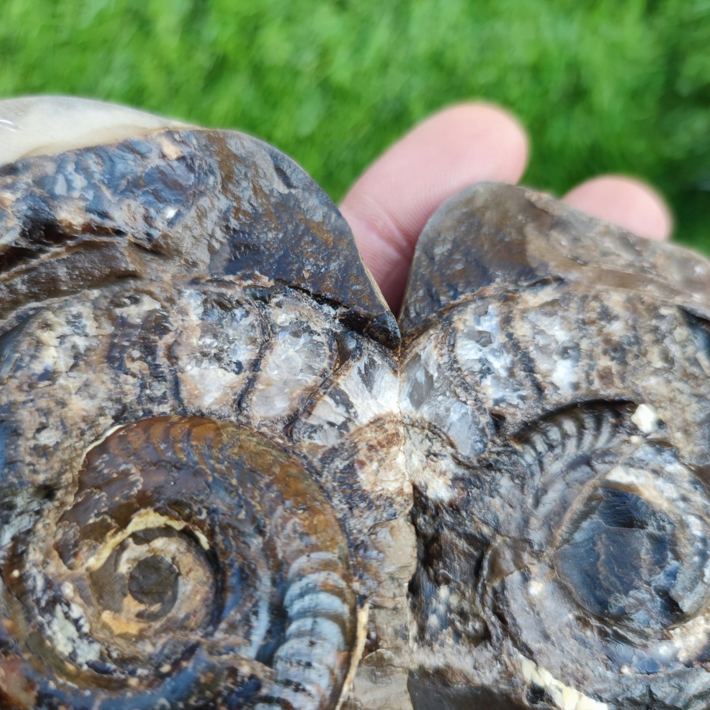 Stunning Hildoceras ammonite fossil split pair Whitby - North Yorkshire Fossils
