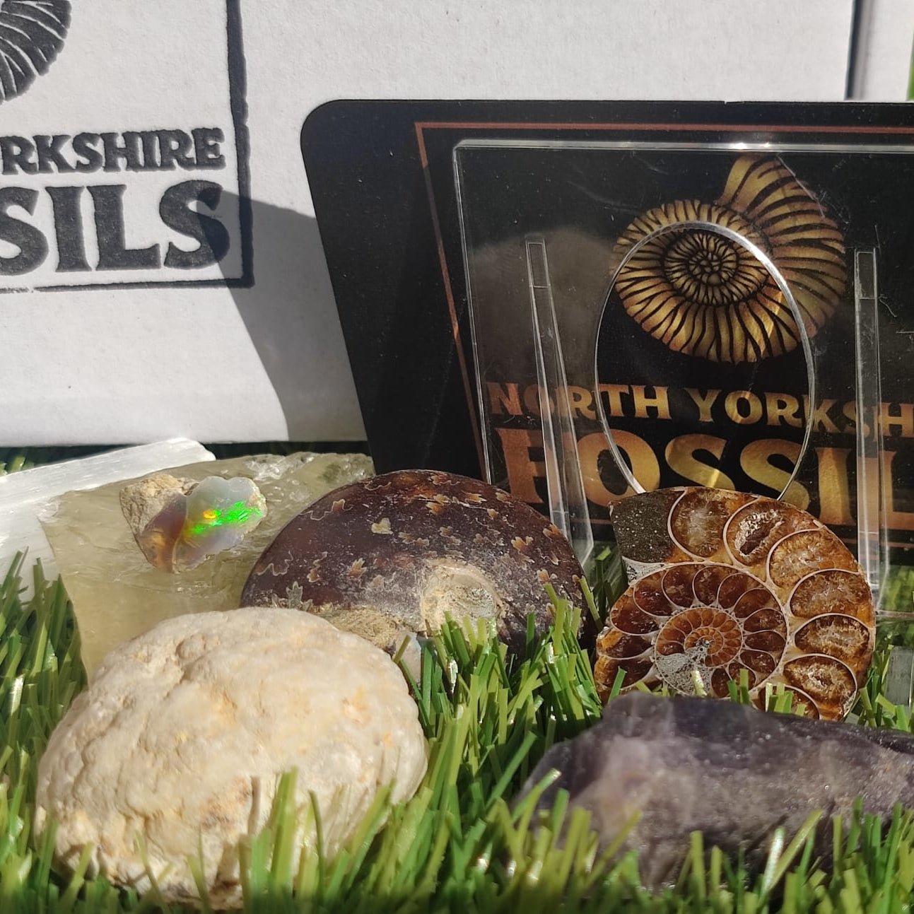 Super deluxe crystal and fossil gift box - North Yorkshire Fossils