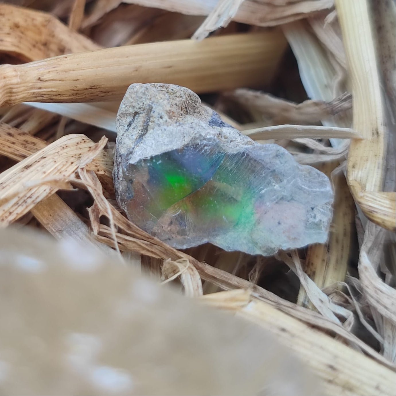Super deluxe crystal and fossil gift box - North Yorkshire Fossils