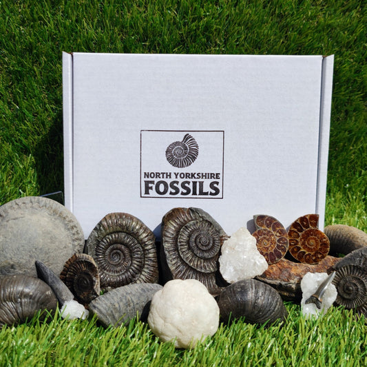 Super deluxe fossil box - North Yorkshire Fossils