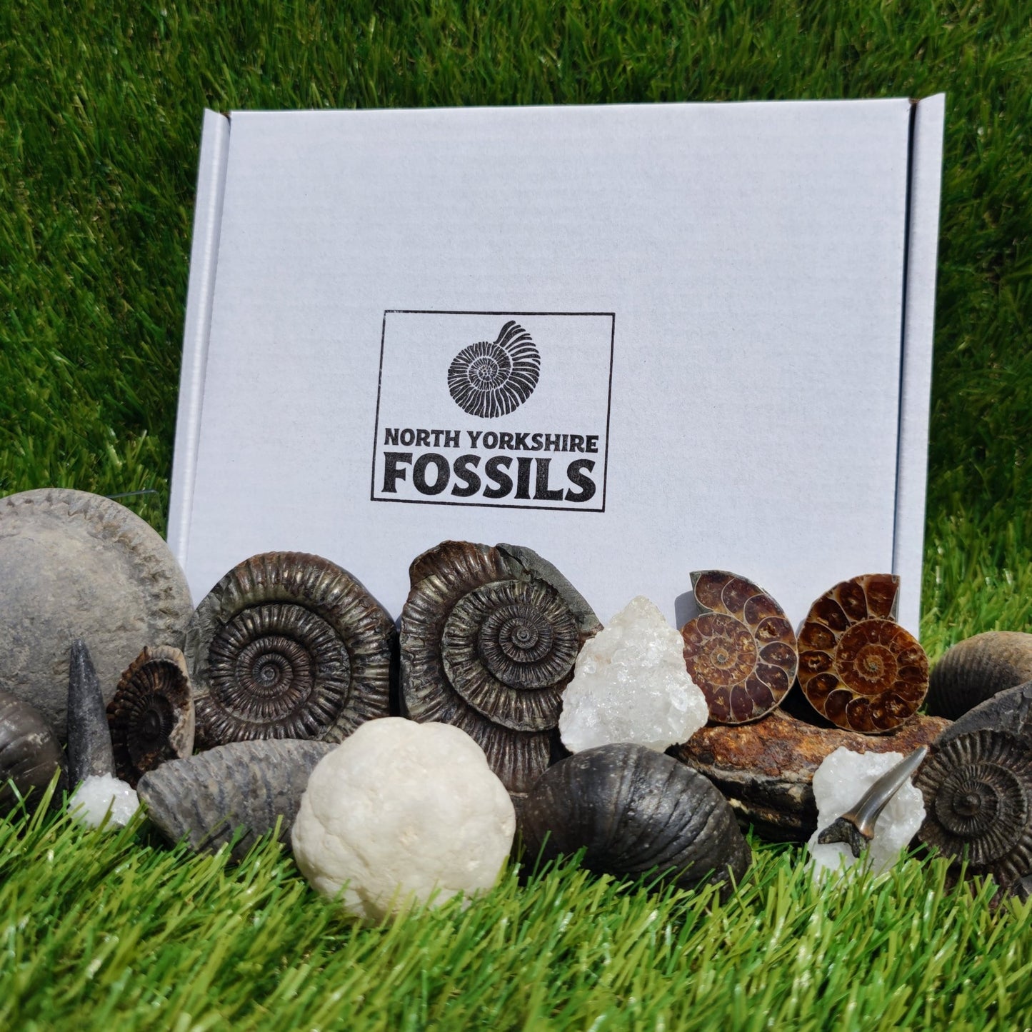 Super deluxe fossil box - North Yorkshire Fossils
