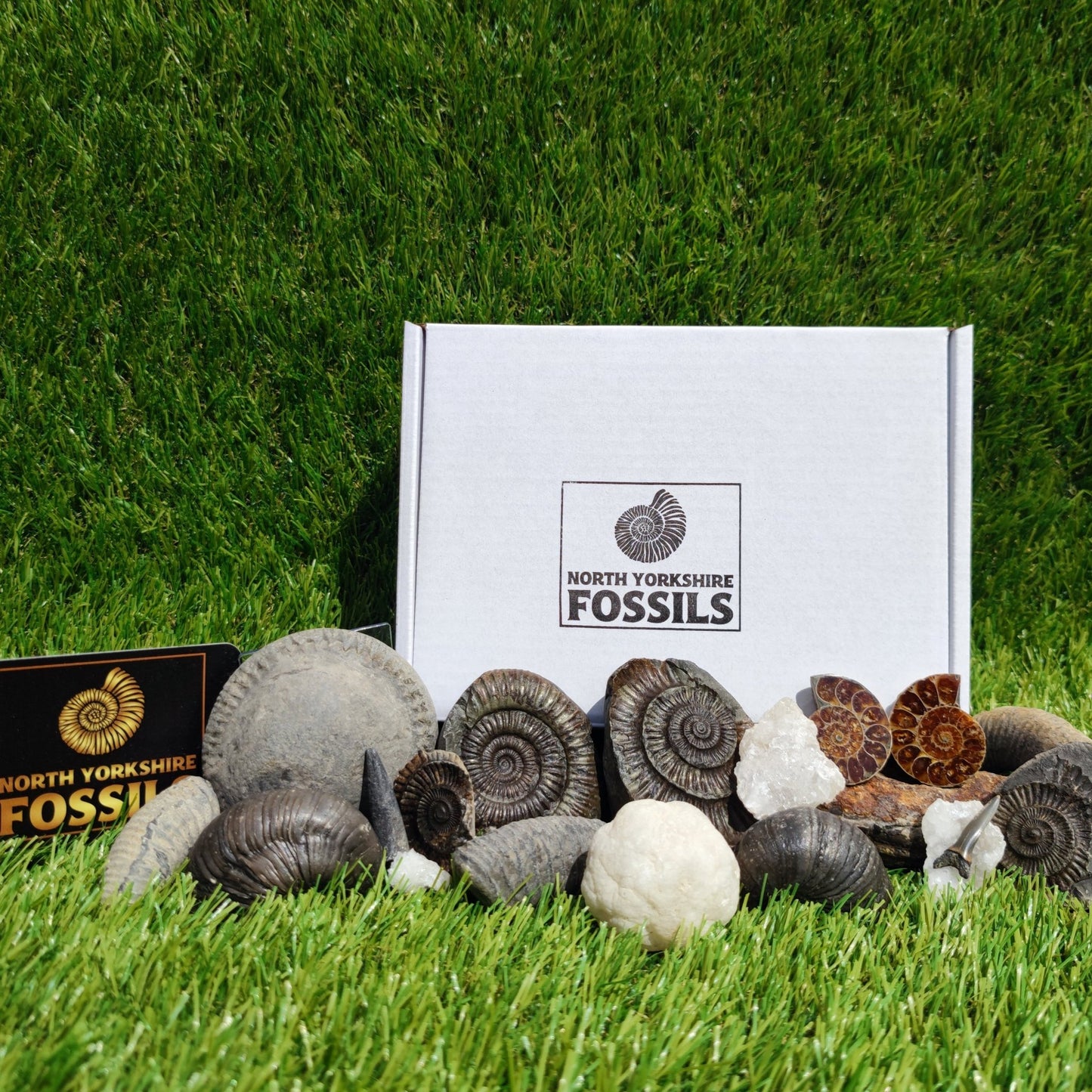 Super deluxe fossil box - North Yorkshire Fossils
