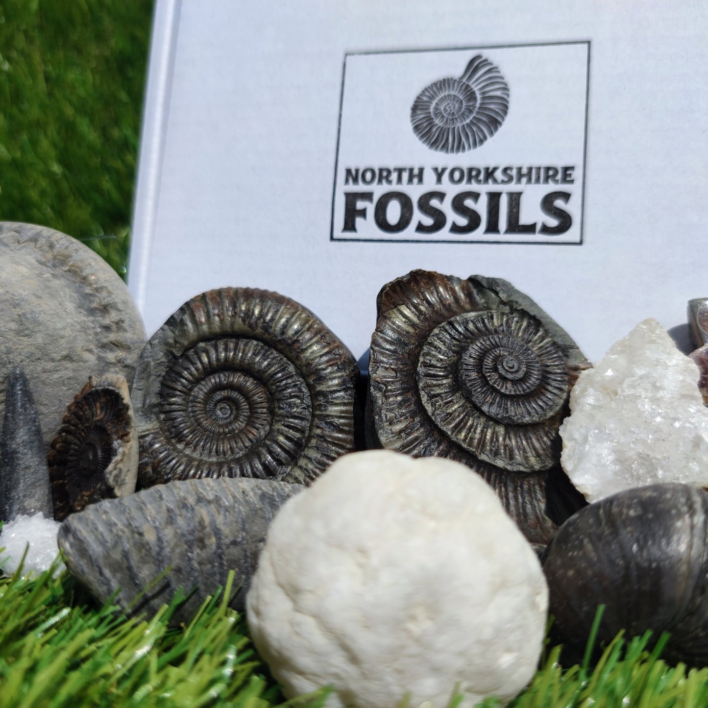 Super deluxe fossil box - North Yorkshire Fossils