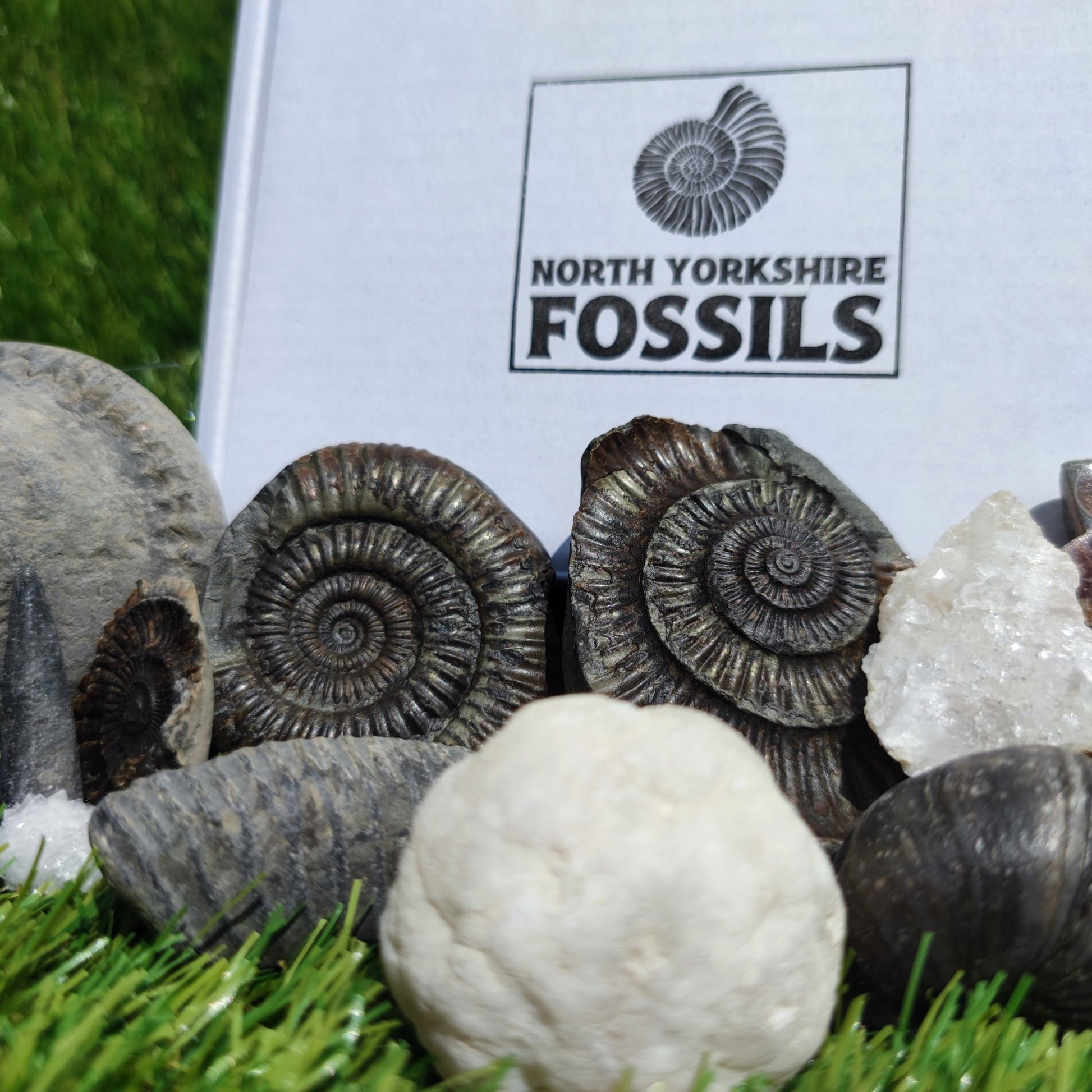 Super deluxe fossil box - North Yorkshire Fossils