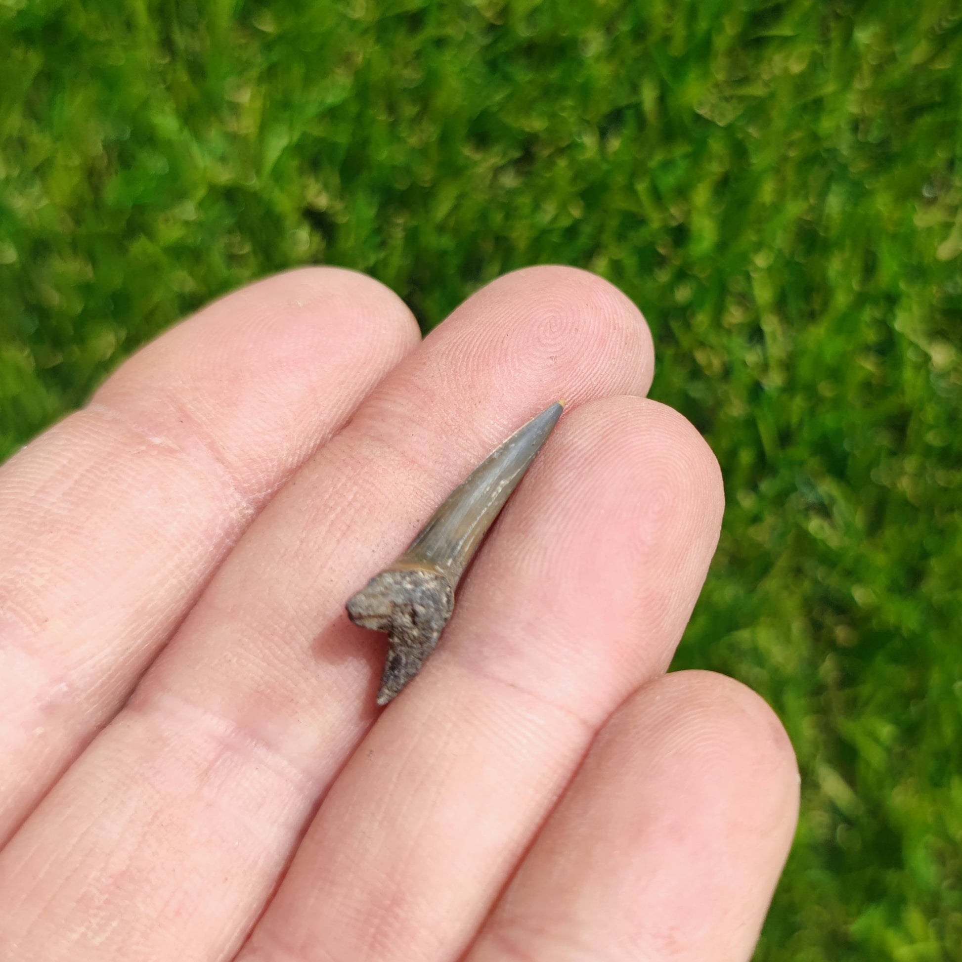 Super deluxe fossil box - North Yorkshire Fossils