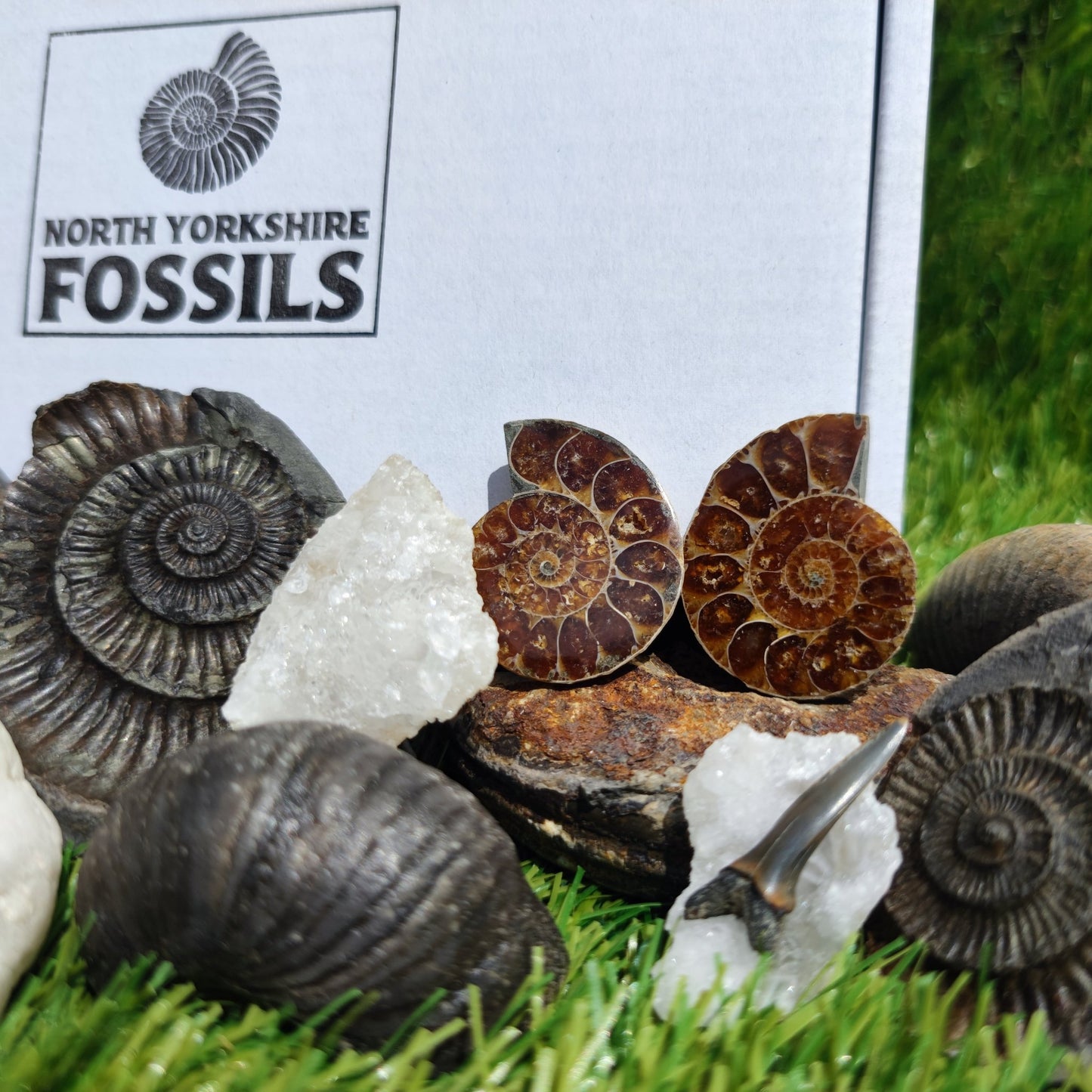 Super deluxe fossil box - North Yorkshire Fossils
