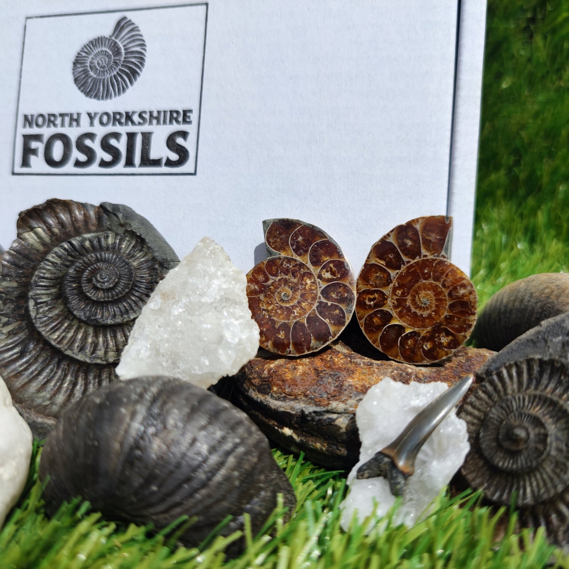 Super deluxe fossil box - North Yorkshire Fossils