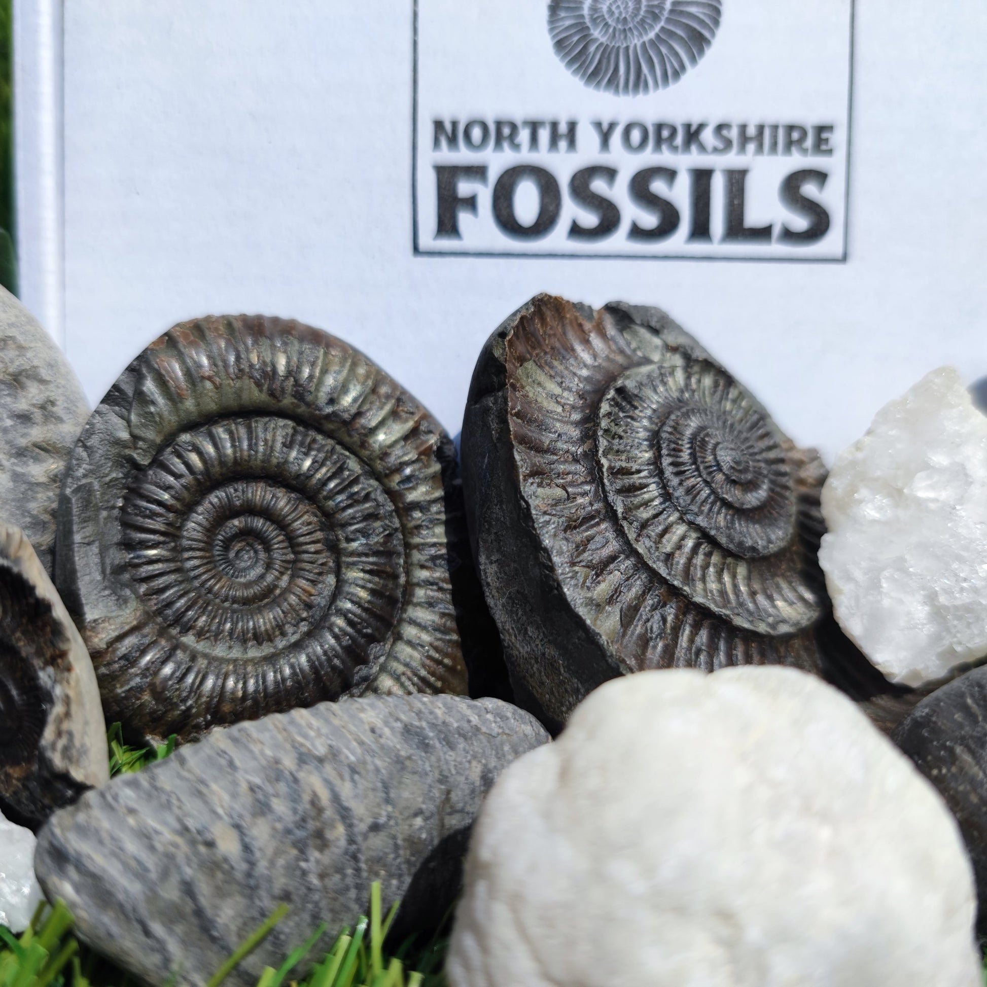 Super deluxe fossil box - North Yorkshire Fossils