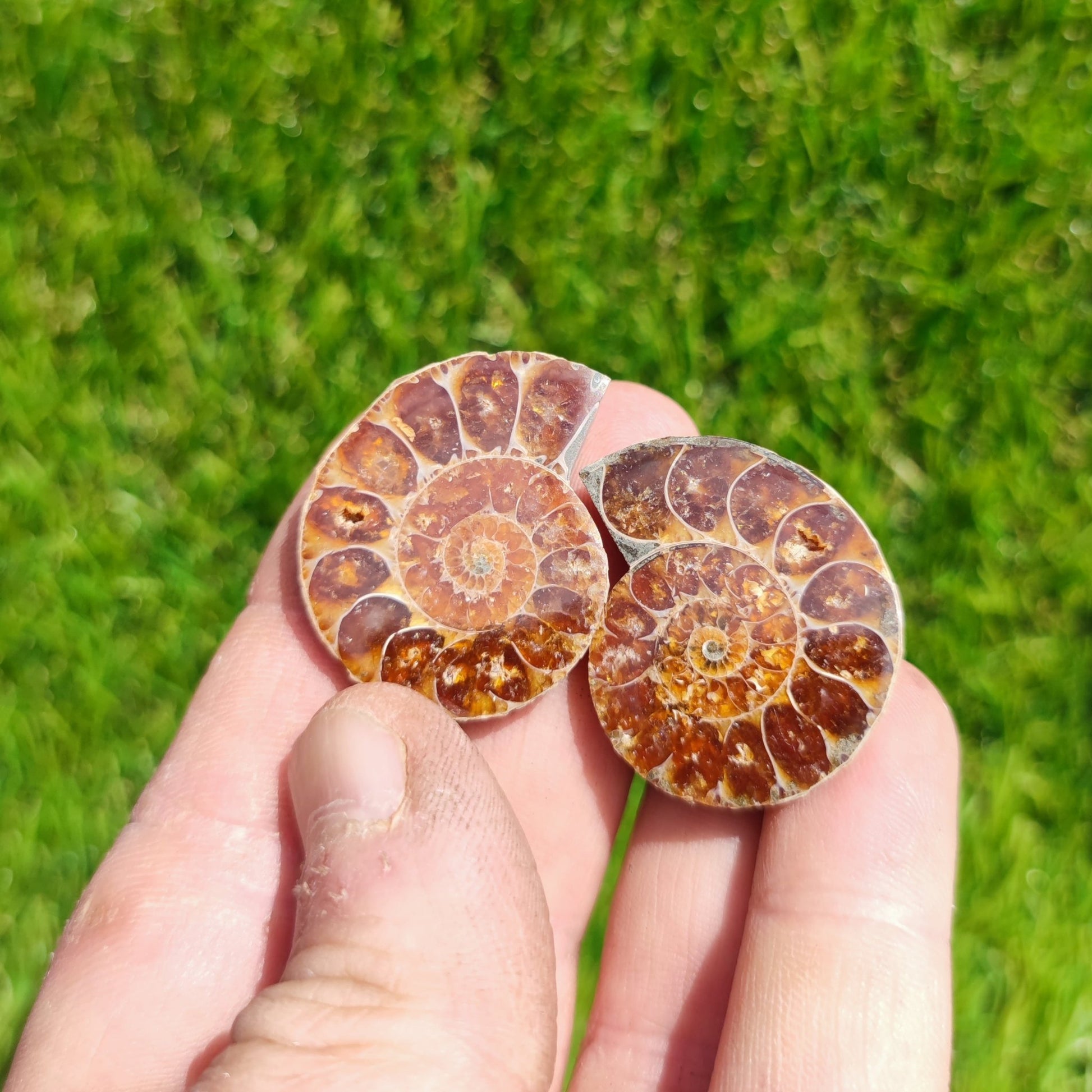 Super deluxe fossil box - North Yorkshire Fossils