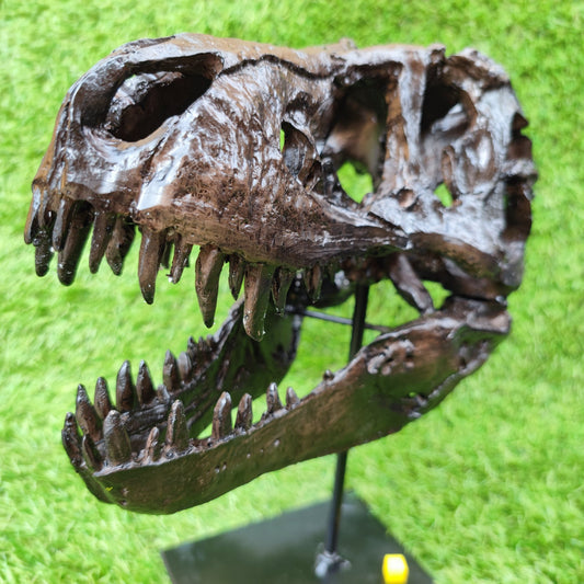 T Rex replica skull resin - North Yorkshire Fossils