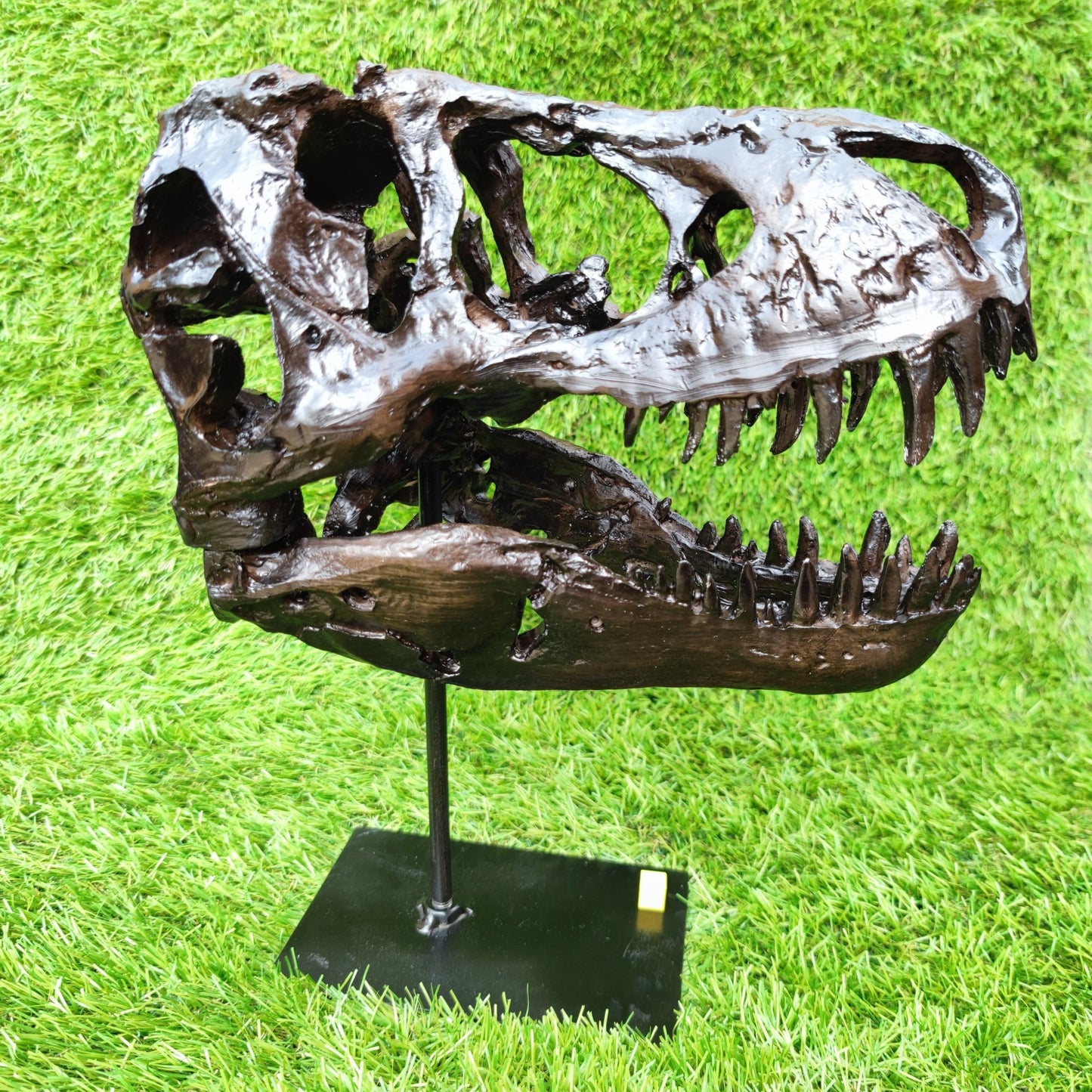 T Rex replica skull resin - North Yorkshire Fossils