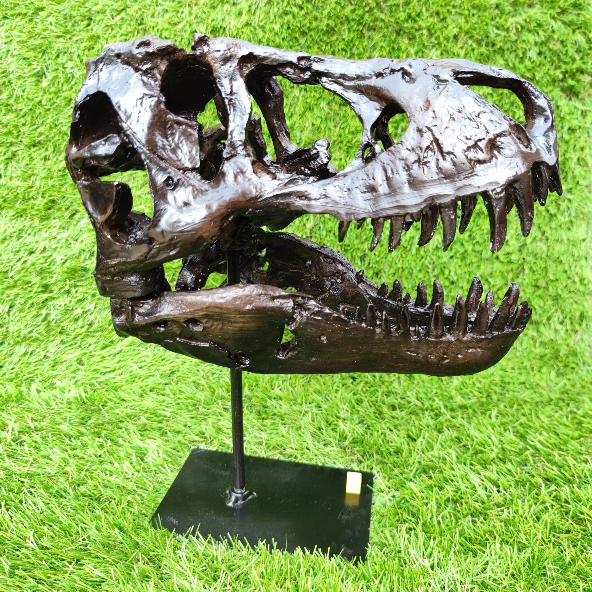 T Rex replica skull resin - North Yorkshire Fossils