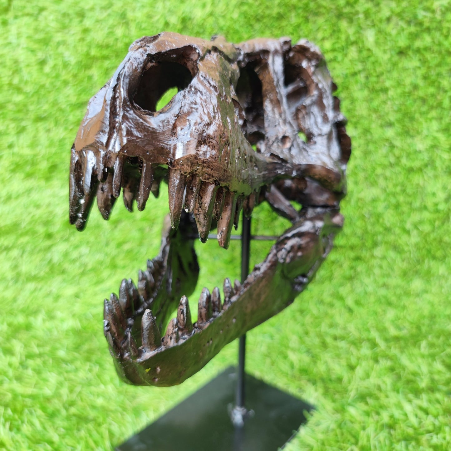 T Rex replica skull resin - North Yorkshire Fossils