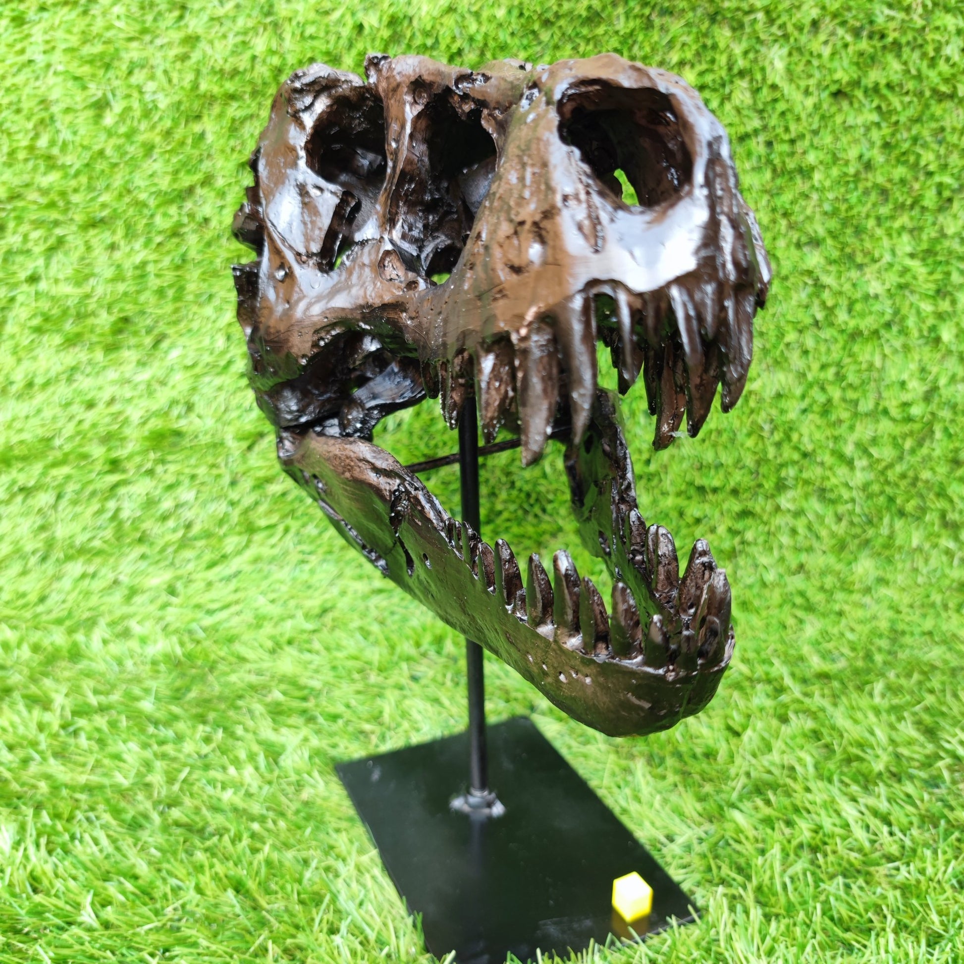 T Rex replica skull resin - North Yorkshire Fossils