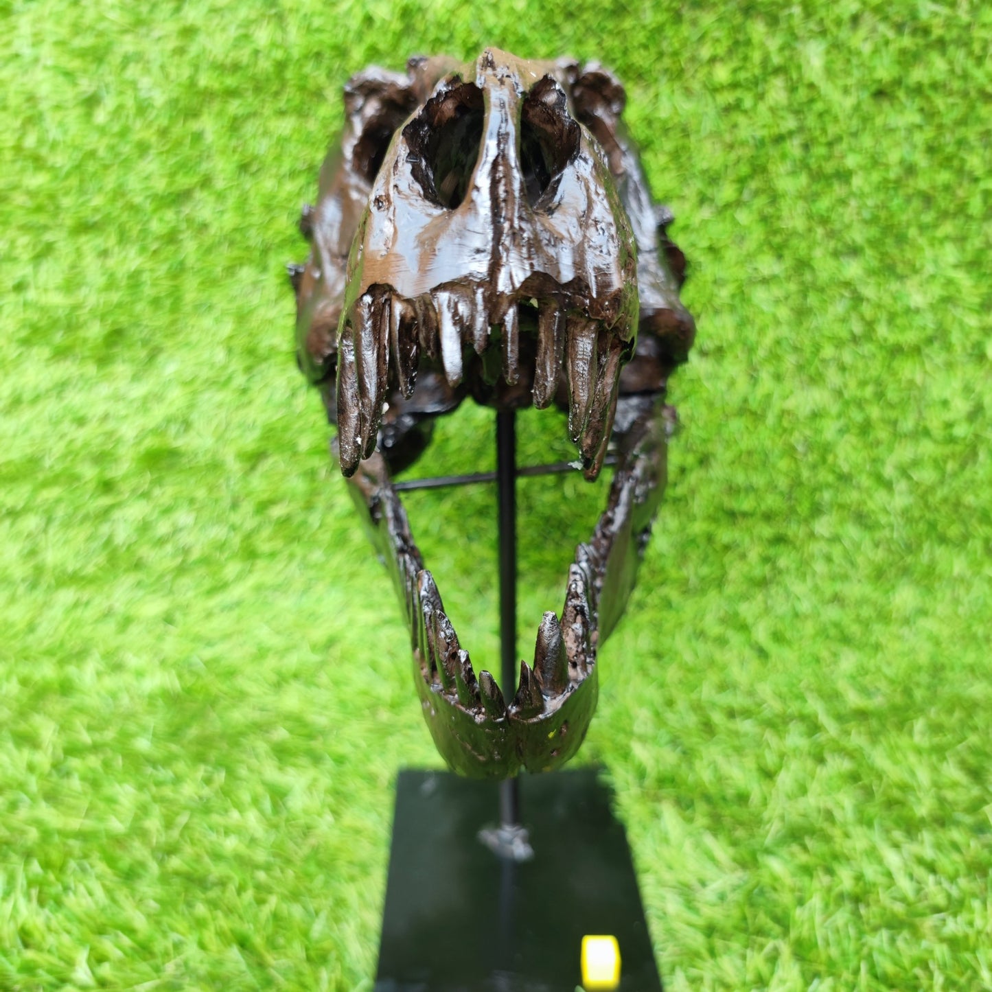 T Rex replica skull resin - North Yorkshire Fossils