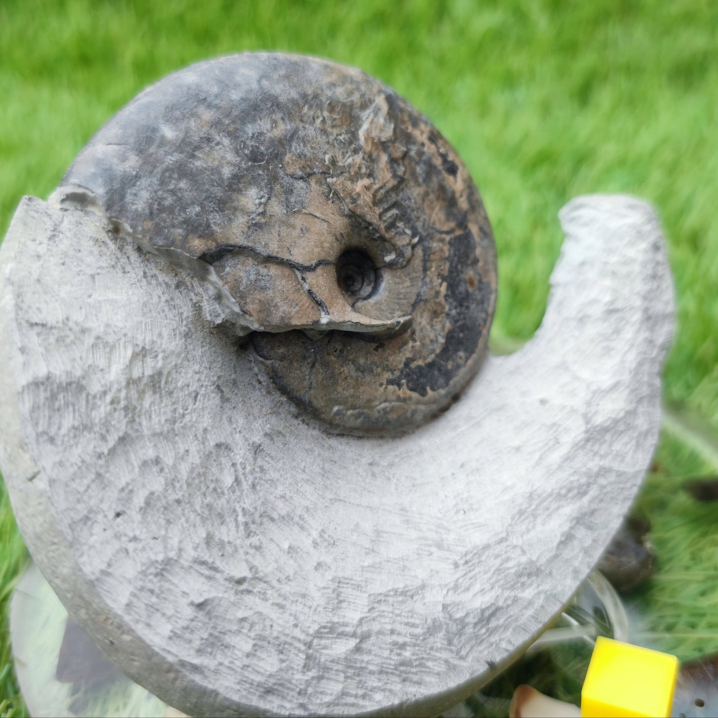 Tragophylloceras ammonite North Yorkshiire fossils - North Yorkshire Fossils