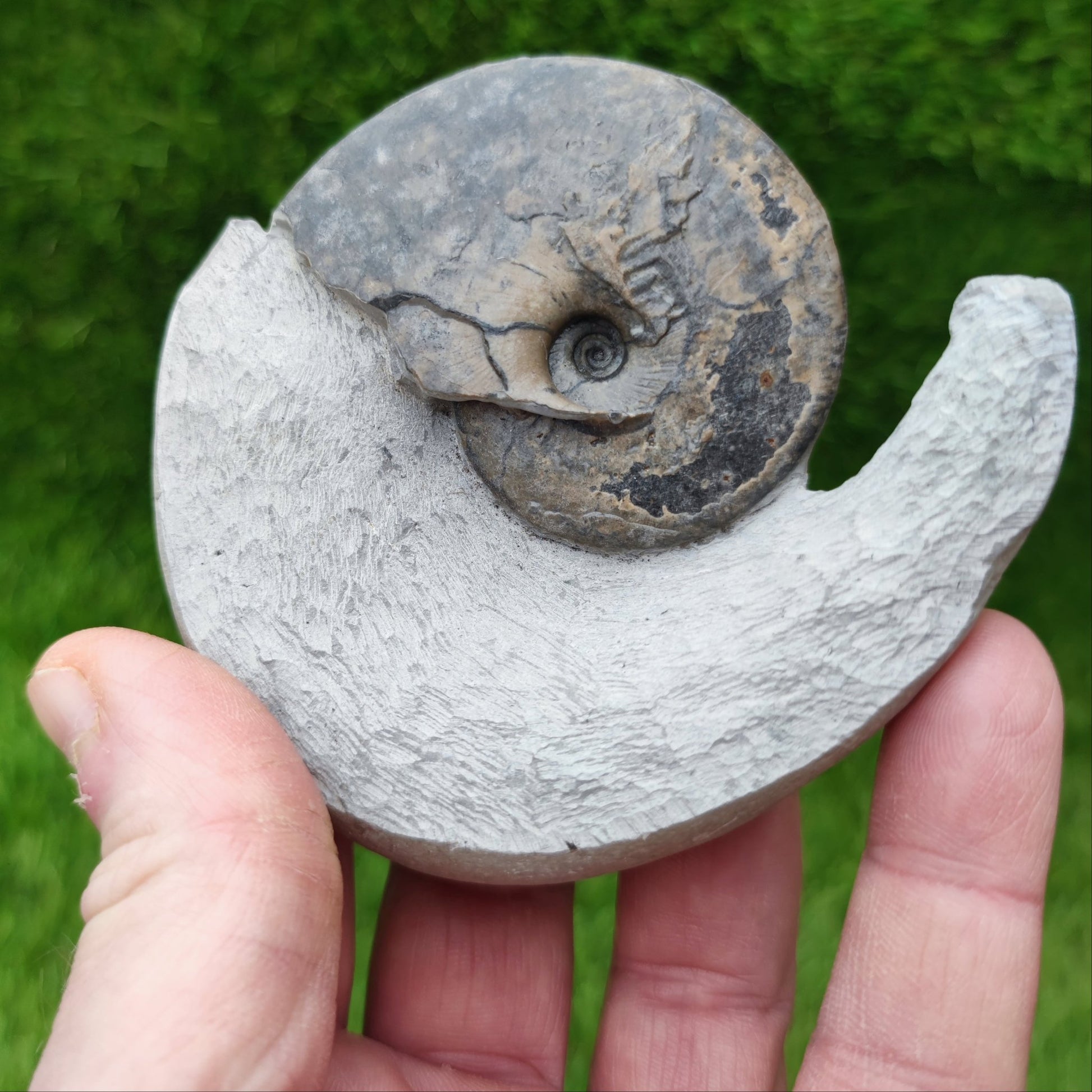 Tragophylloceras ammonite North Yorkshiire fossils - North Yorkshire Fossils