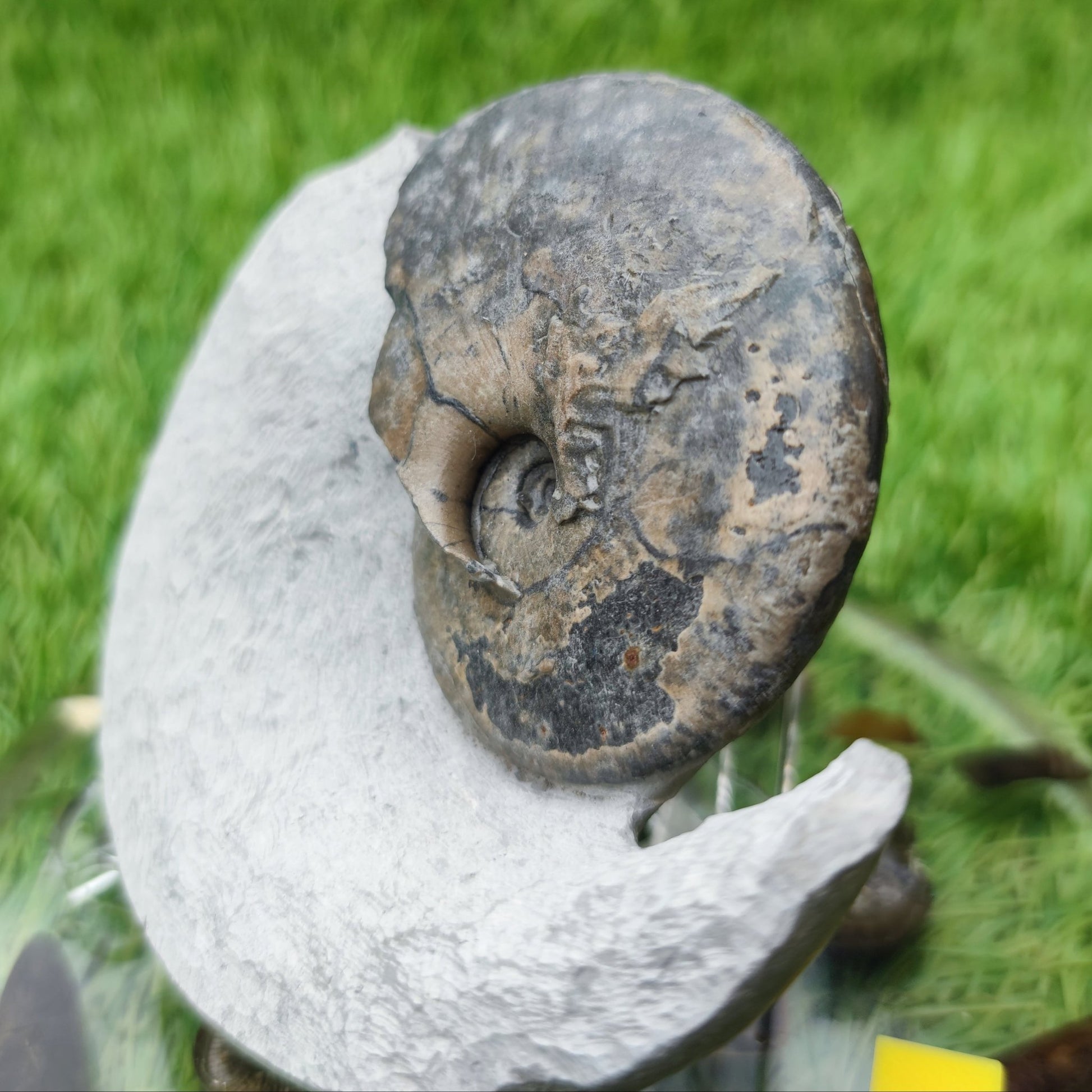 Tragophylloceras ammonite North Yorkshiire fossils - North Yorkshire Fossils