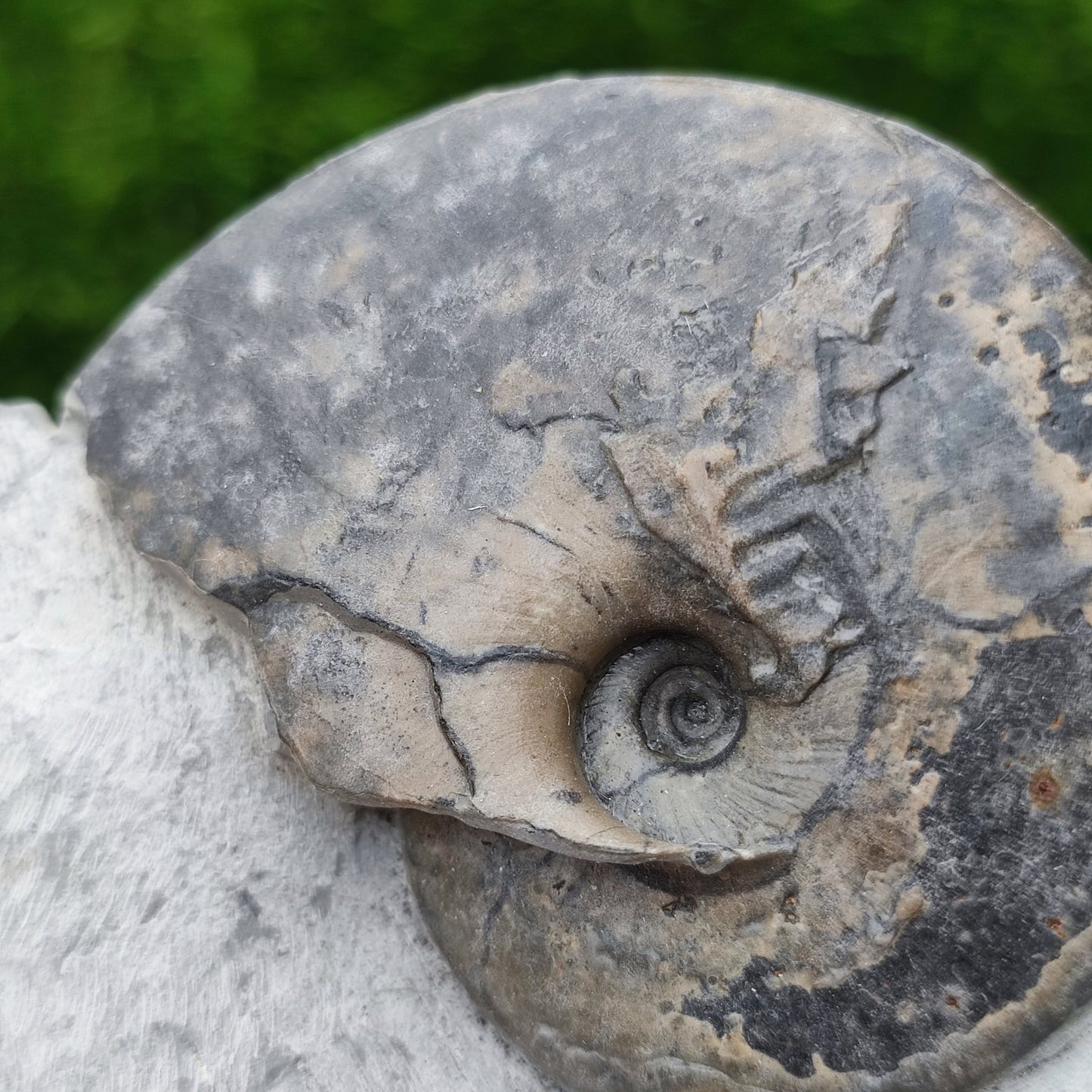 Tragophylloceras ammonite North Yorkshiire fossils - North Yorkshire Fossils