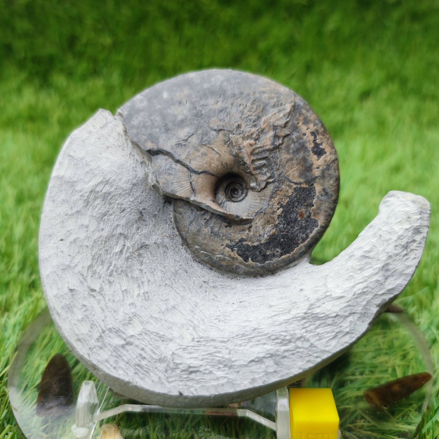 Tragophylloceras ammonite North Yorkshiire fossils - North Yorkshire Fossils