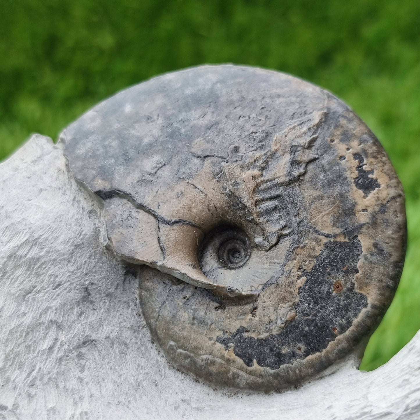 Tragophylloceras ammonite North Yorkshiire fossils - North Yorkshire Fossils