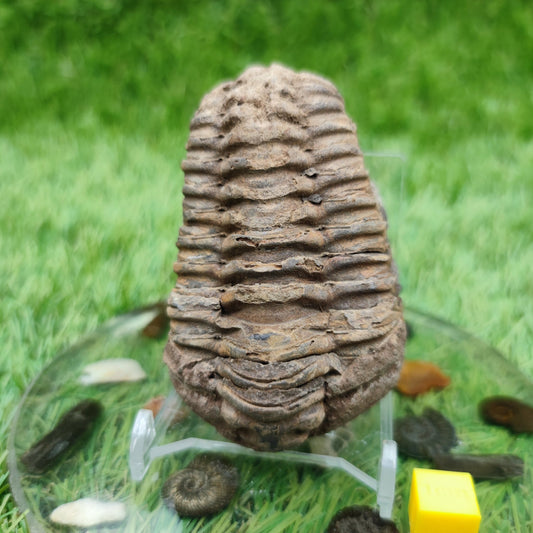 Trilobite fossil - North Yorkshire Fossils