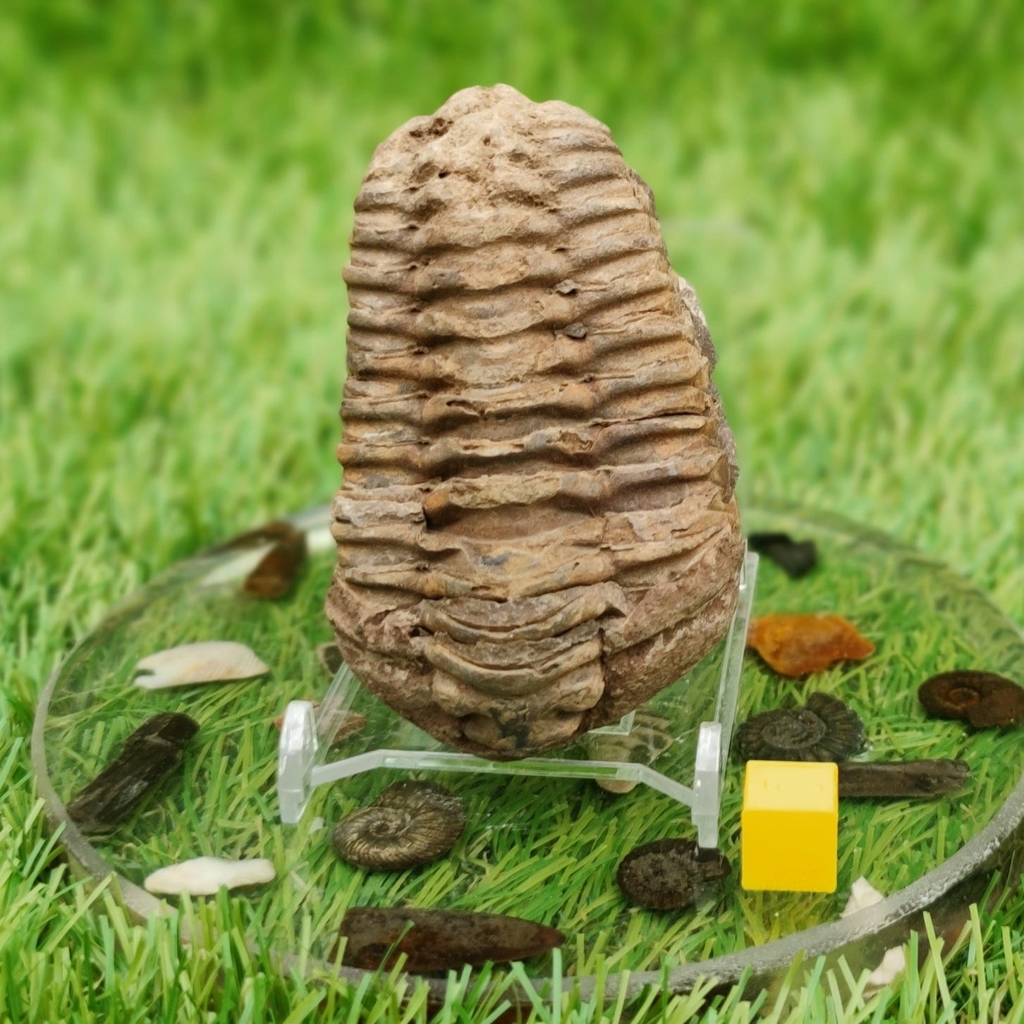 Trilobite fossil - North Yorkshire Fossils