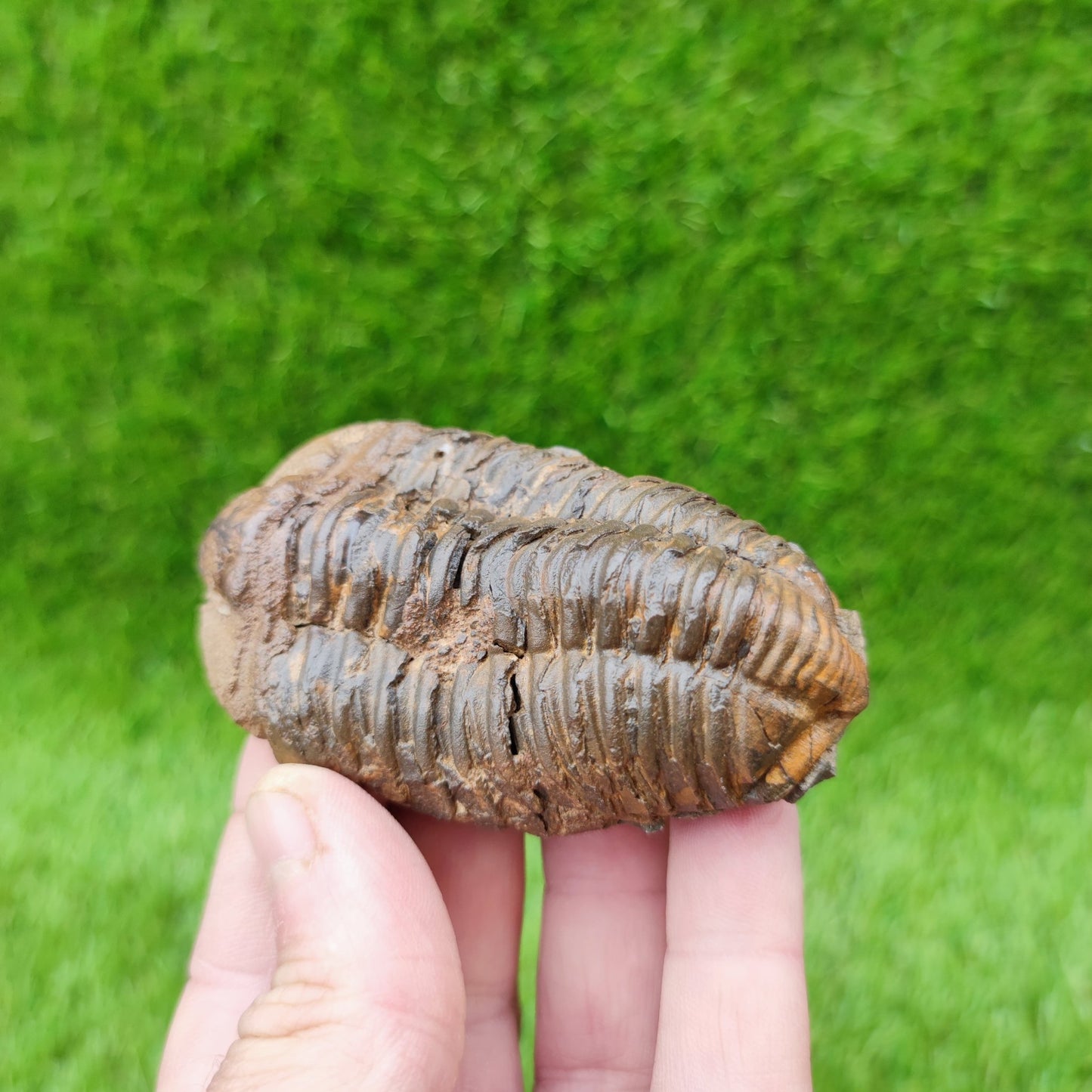 Trilobite fossil diacalymene Morocco - North Yorkshire Fossils