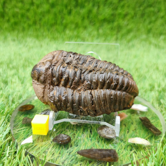 Trilobite fossil diacalymene Morocco - North Yorkshire Fossils