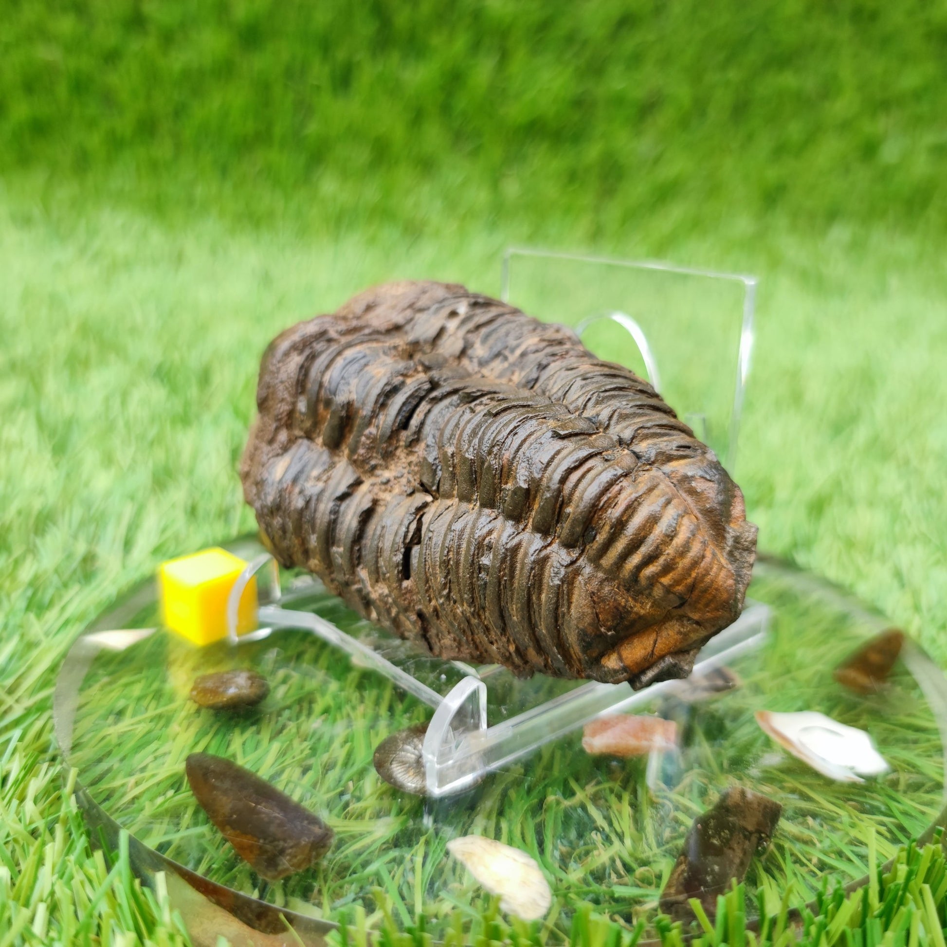 Trilobite fossil diacalymene Morocco - North Yorkshire Fossils