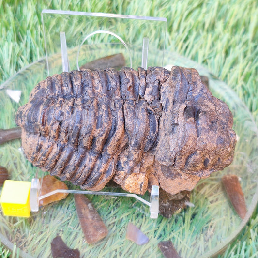 Trilobite fossil from Morocco - North Yorkshire Fossils